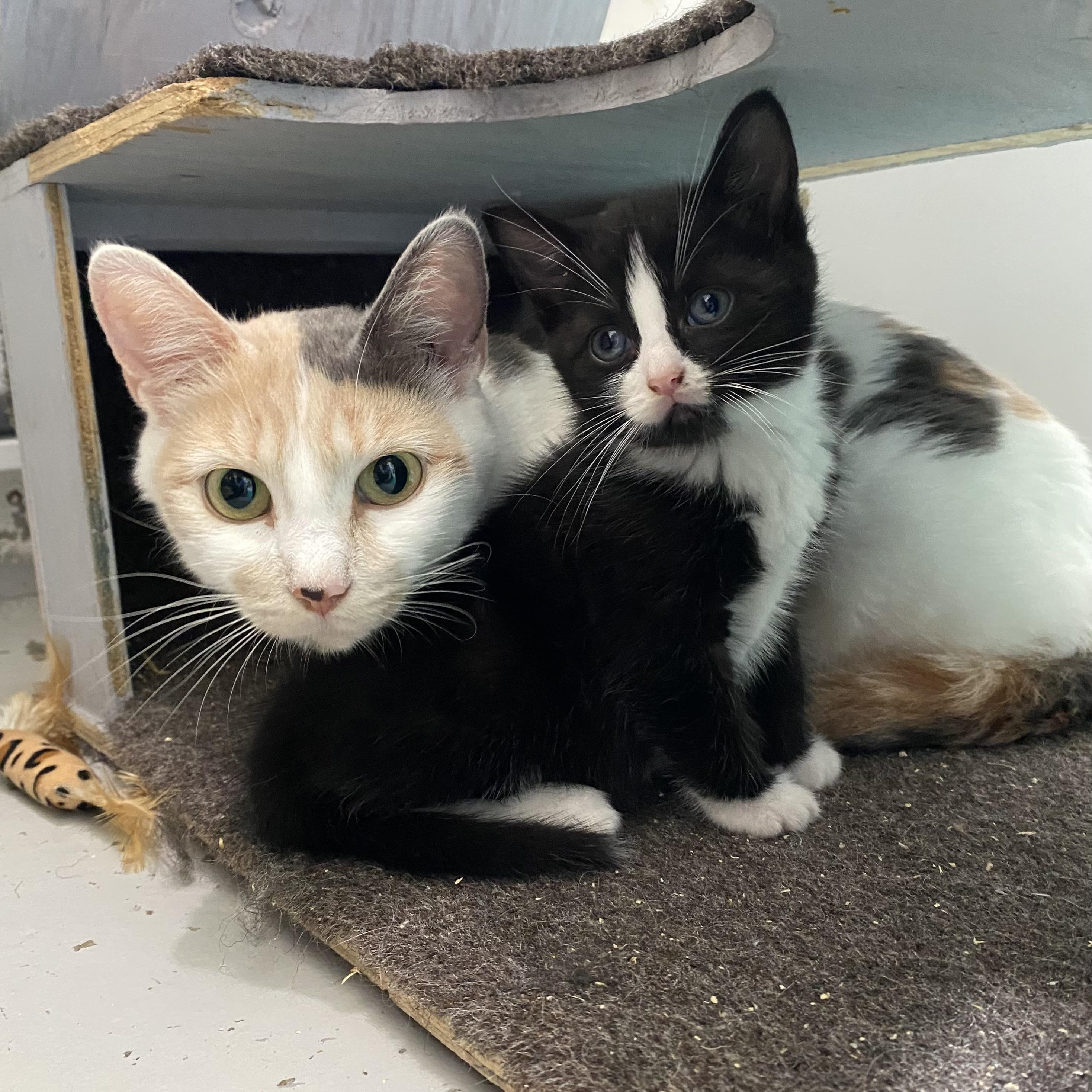 Stella, an adoptable Dilute Calico in Stanstead, QC image 2/4