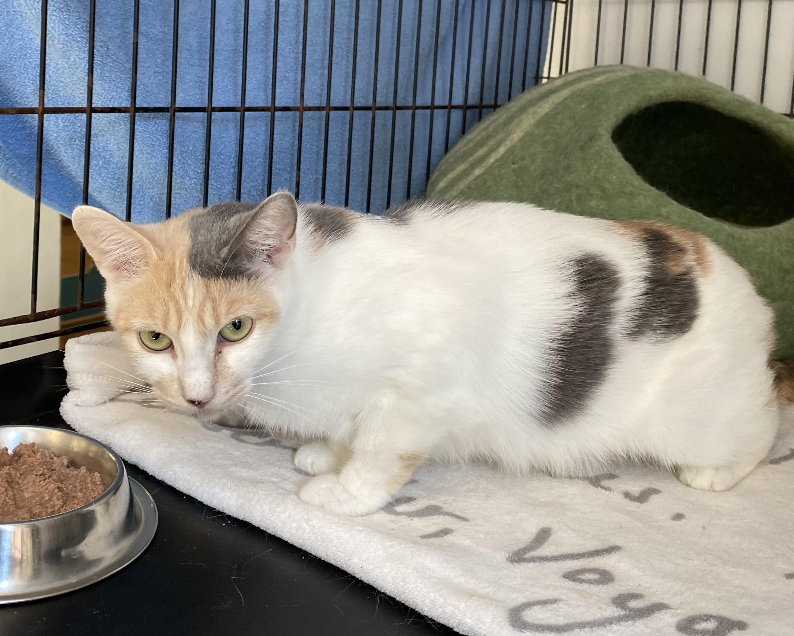 Stella, an adoptable Dilute Calico in Stanstead, QC image 2/4