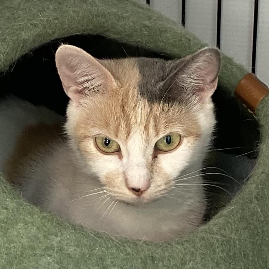 Stella, adoptable, Young Female Dilute Calico.