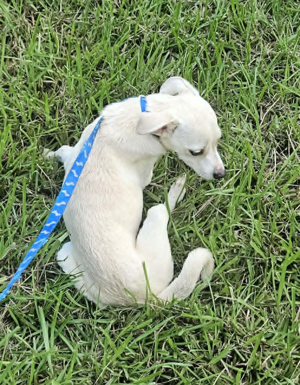 CreamPuff Chi3 *LOCAL*, Adoptable, Young Female Chihuahua.