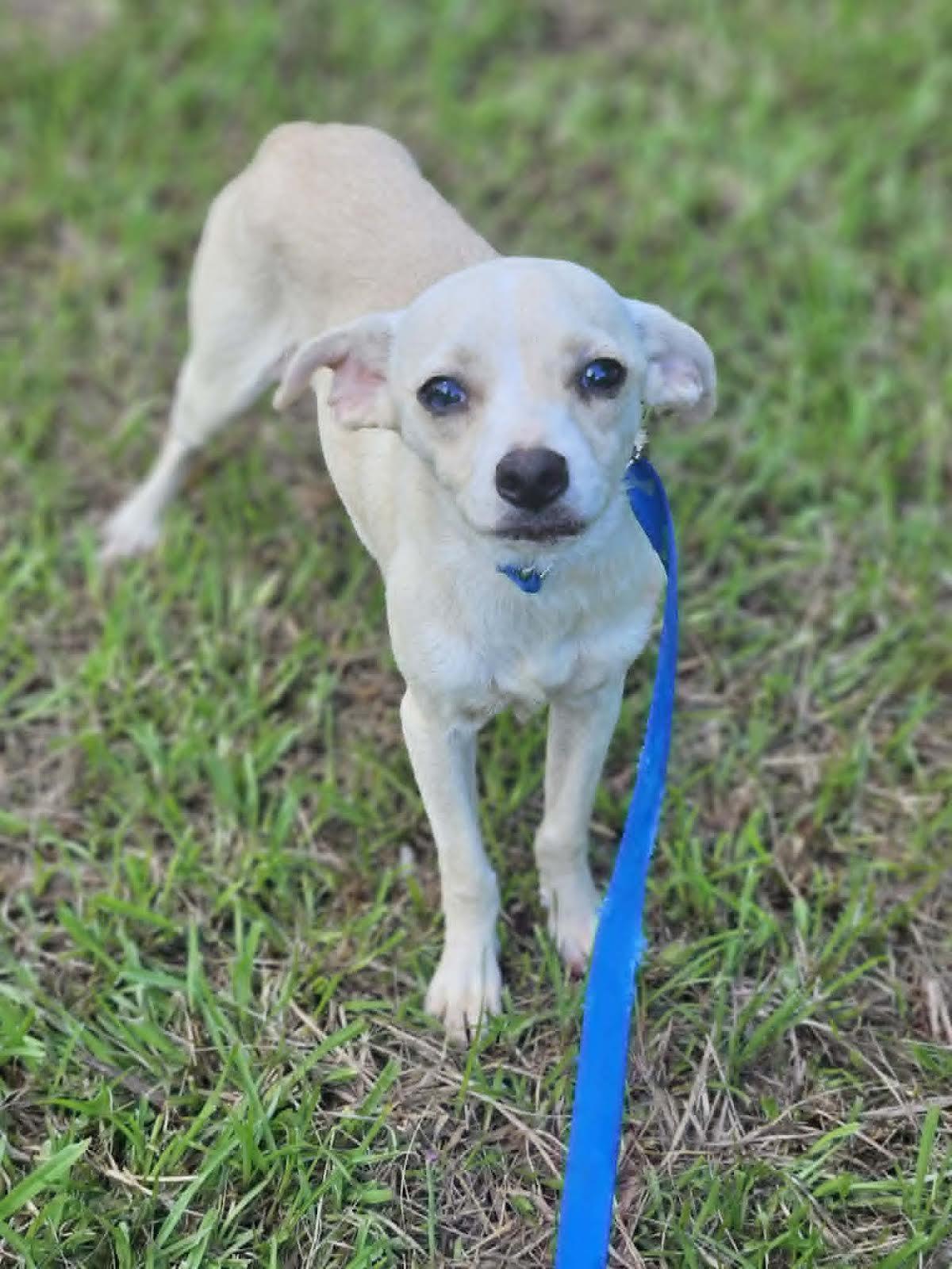 CreamPuff Chi3 *LOCAL*, a Adoptable Chihuahua in Wakefield, RI image 2/3