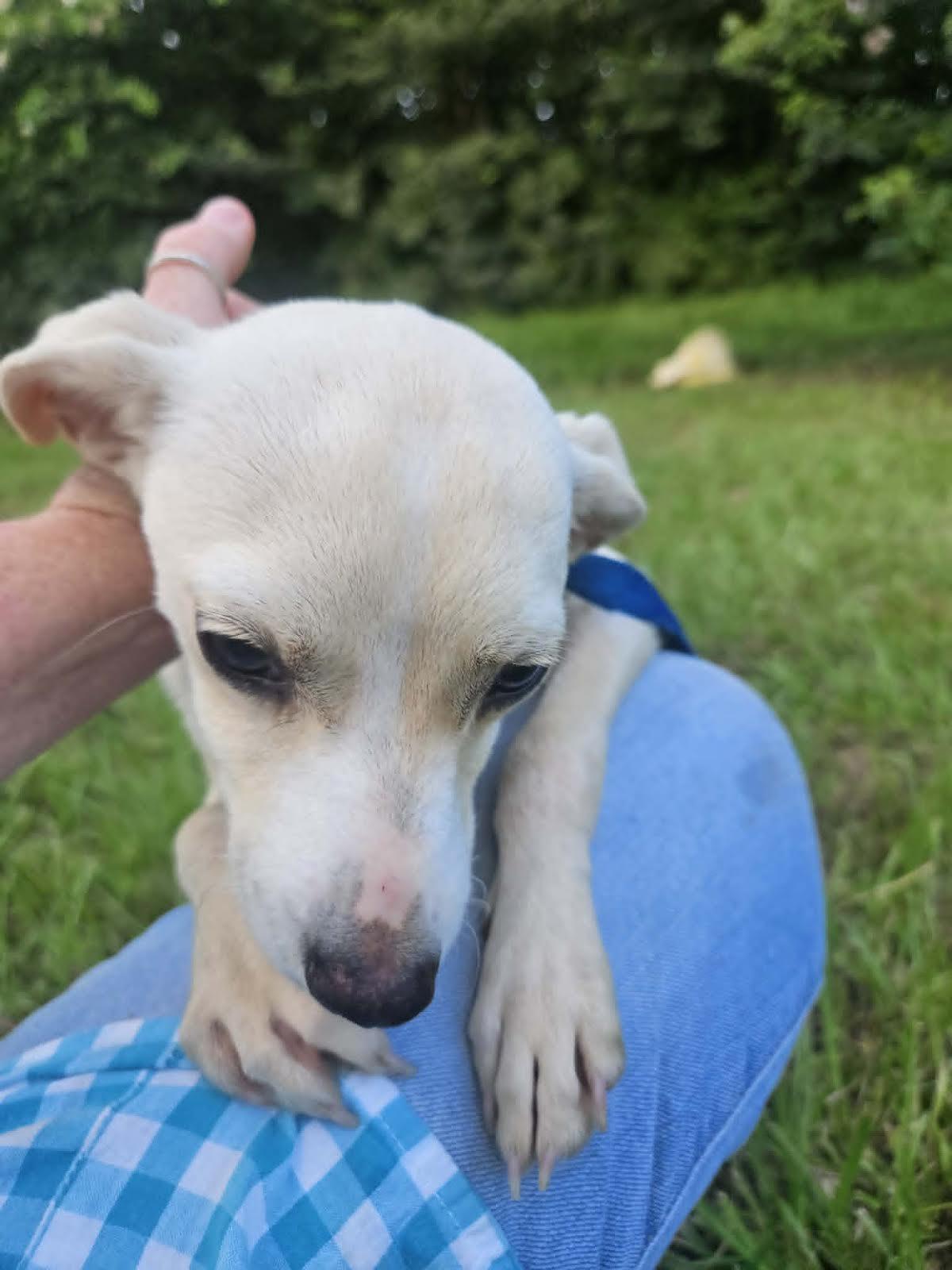 CreamPuff Chi3 *LOCAL*, a Adoptable Chihuahua in Wakefield, RI image 3/3