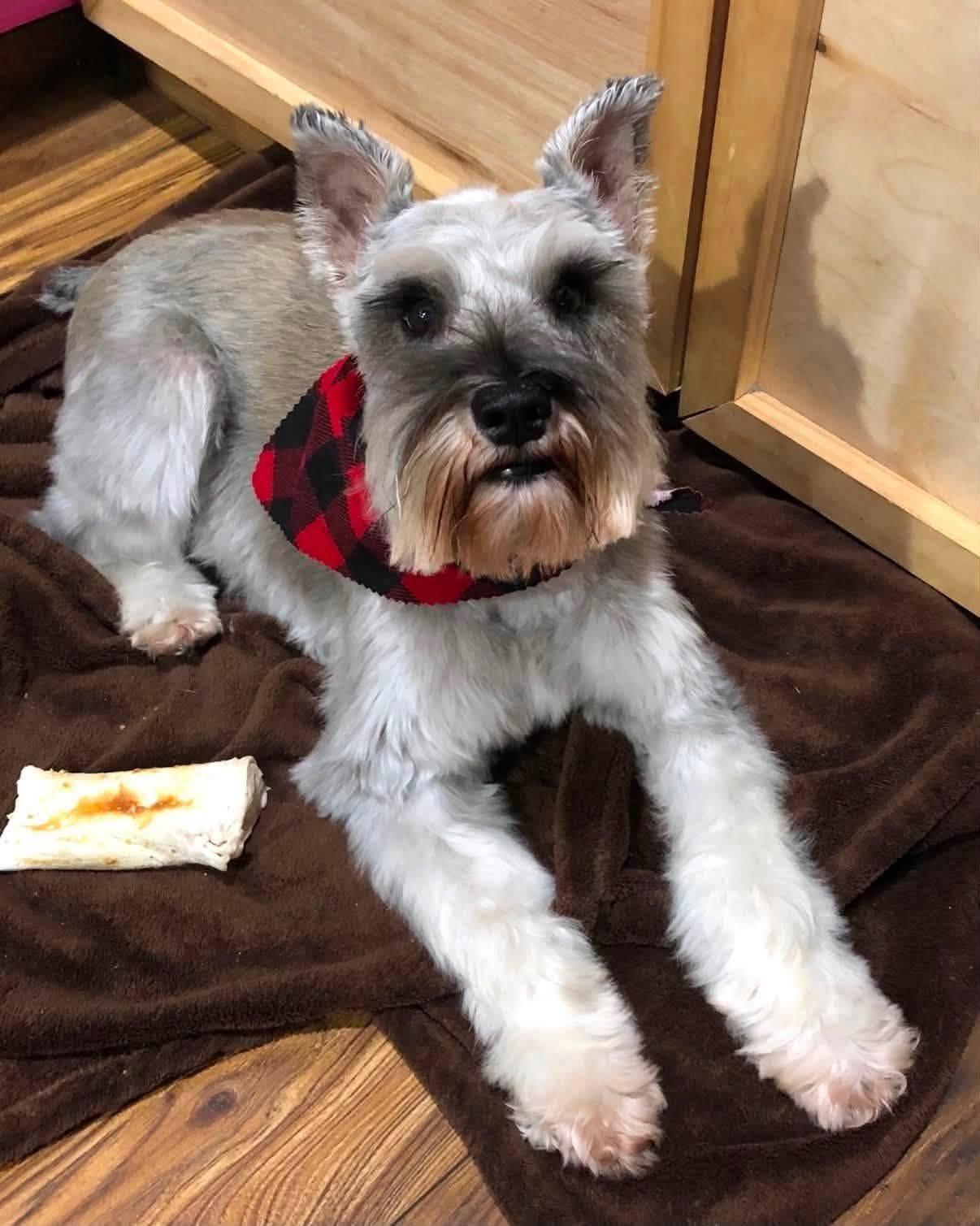 FELIX, Adopted, Senior Male Schnauzer.