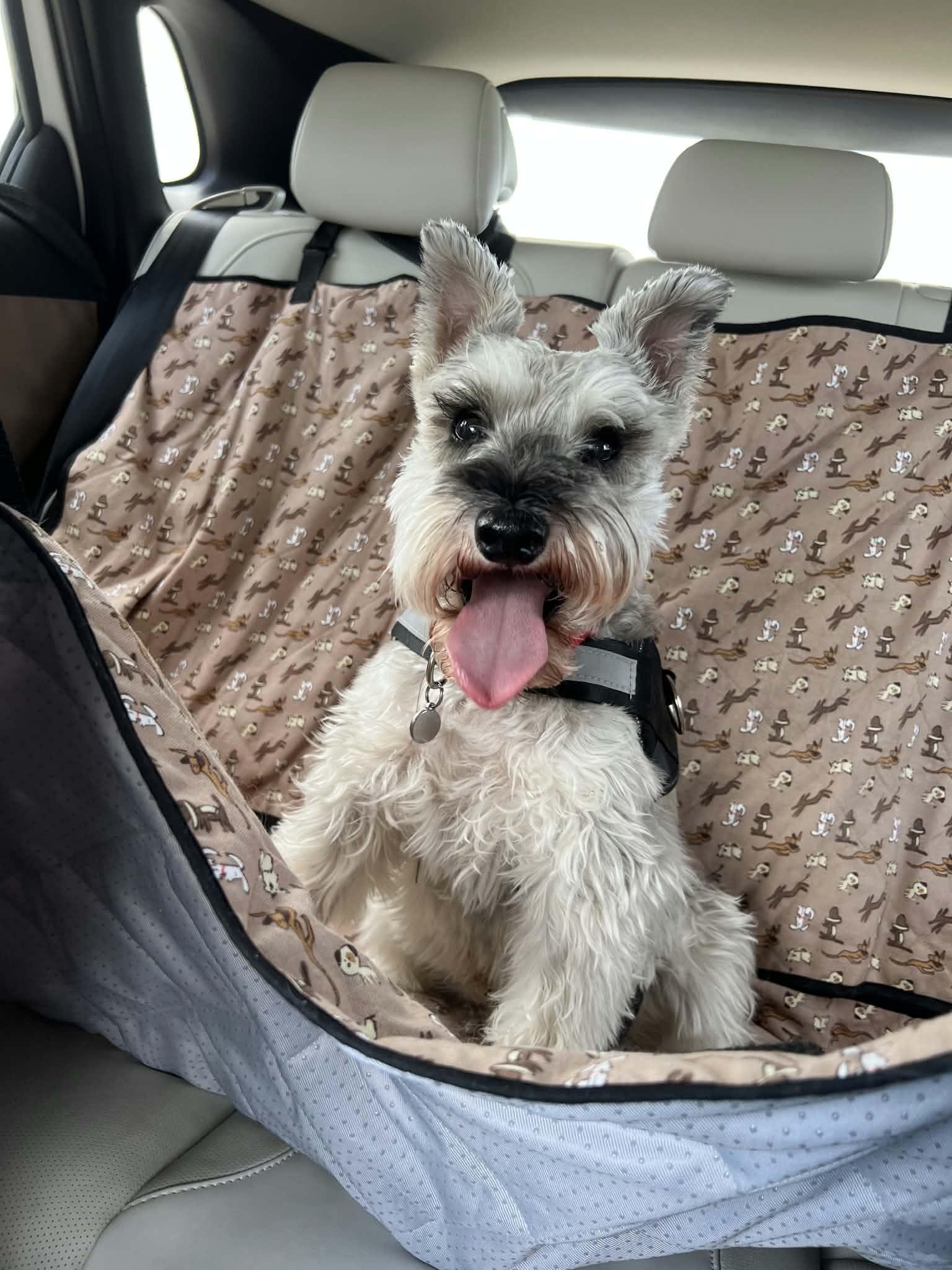 Enlarge FELIX, a Adopted Schnauzer in Grand Prairie, TX image 3/4