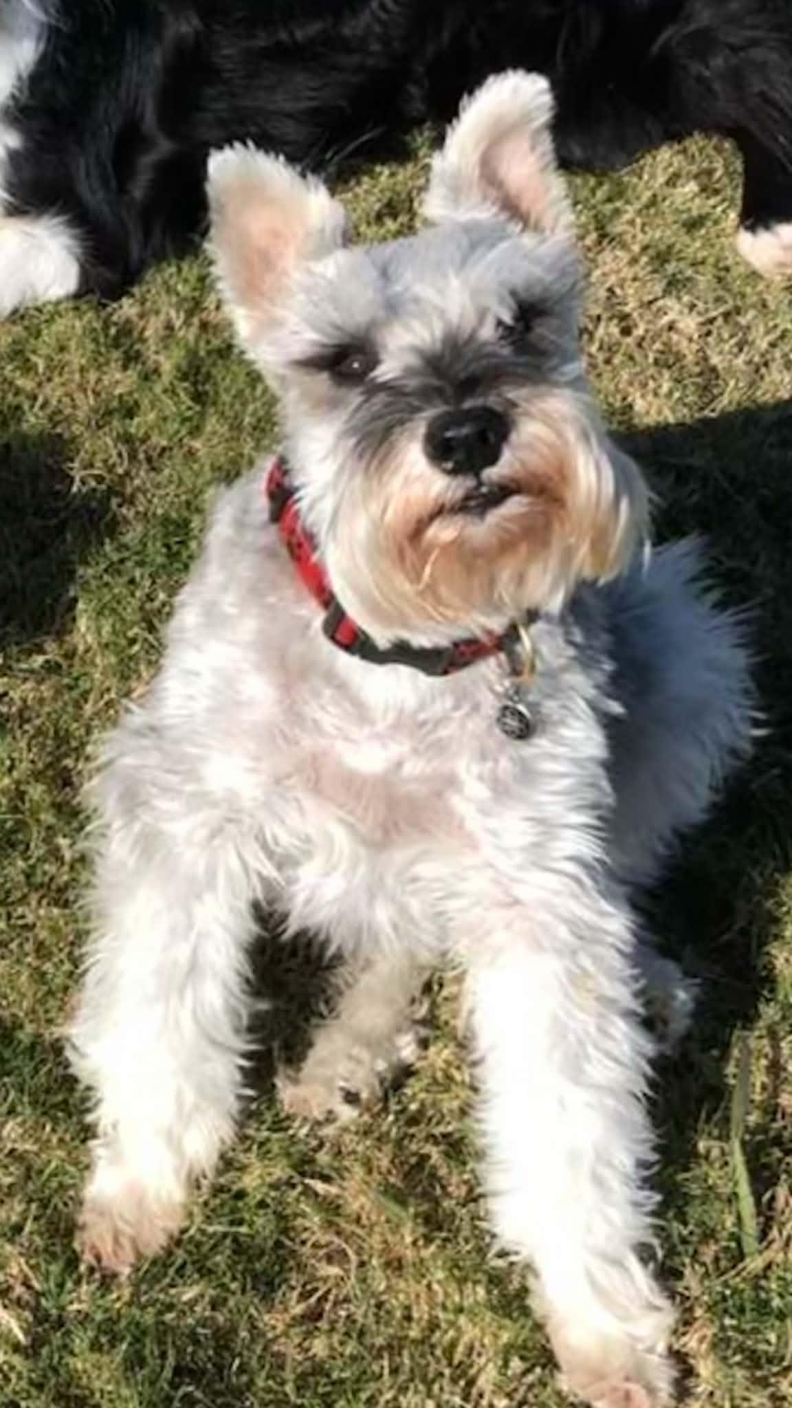 Enlarge FELIX, a Adopted Schnauzer in Grand Prairie, TX image 4/4
