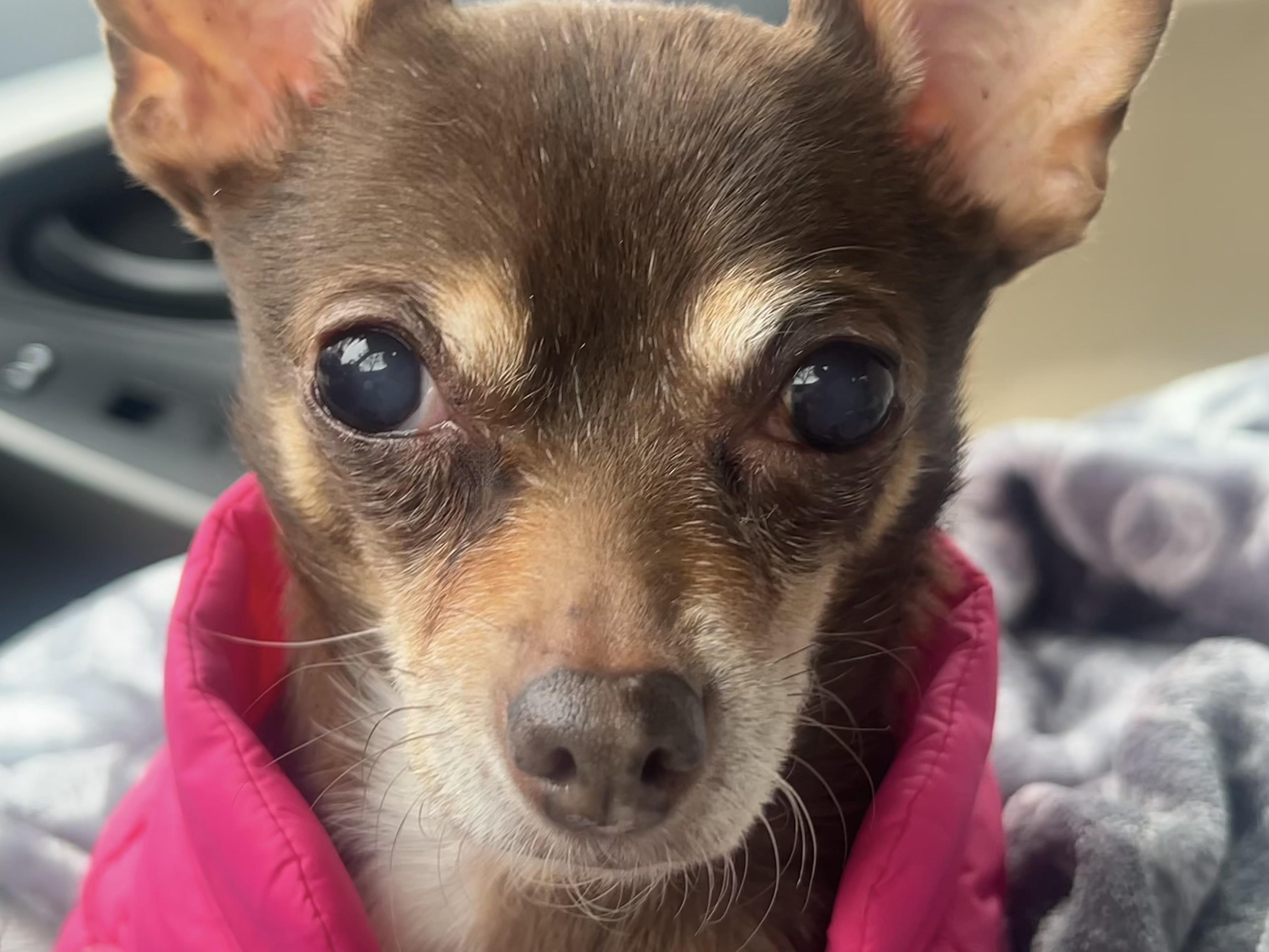 Enlarge Lola (she needs an angel!), a ADOPTABLE Chihuahua in Dayville, CT image 2/6
