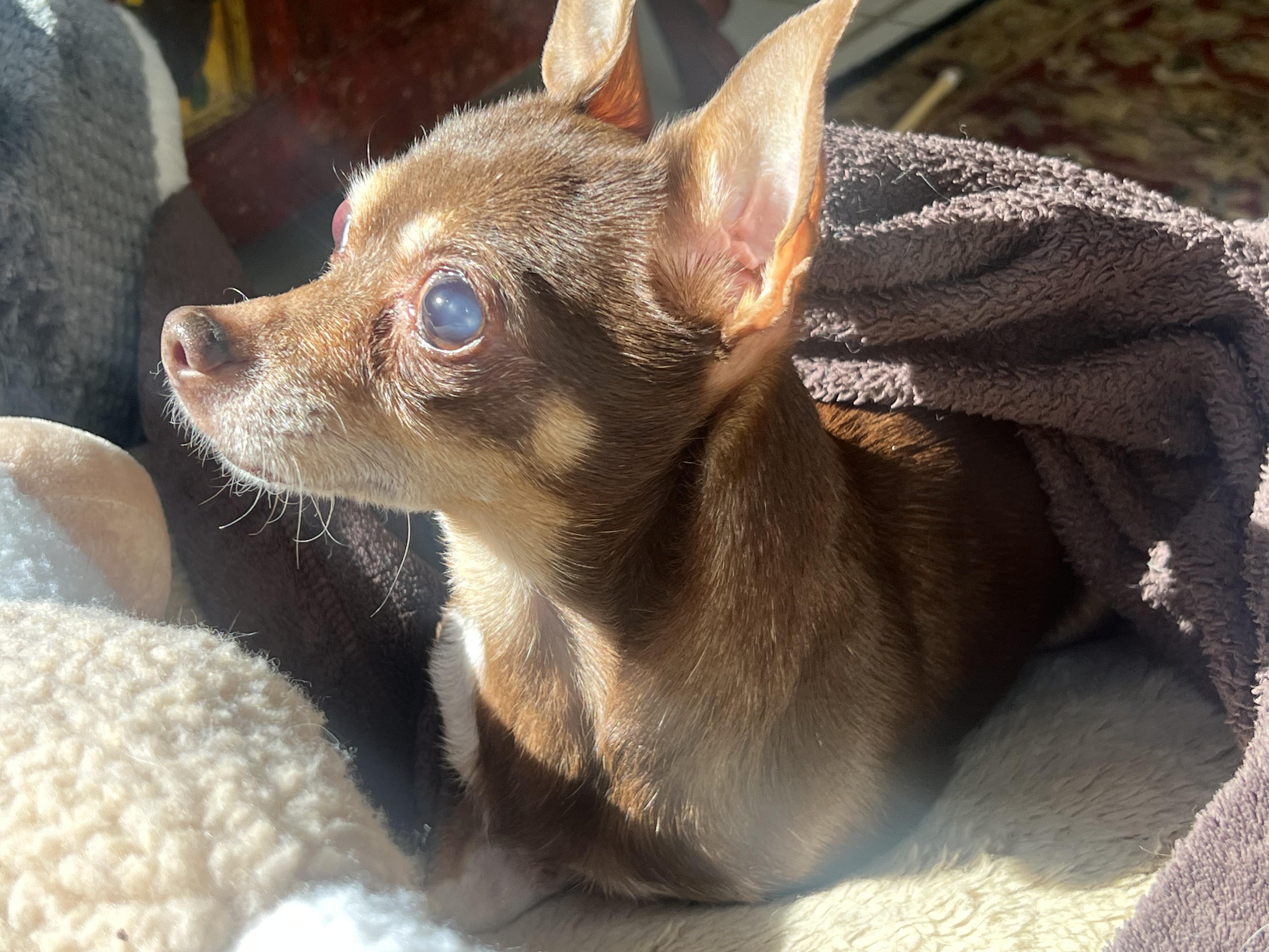 Enlarge Lola (she needs an angel!), a ADOPTABLE Chihuahua in Dayville, CT image 4/6