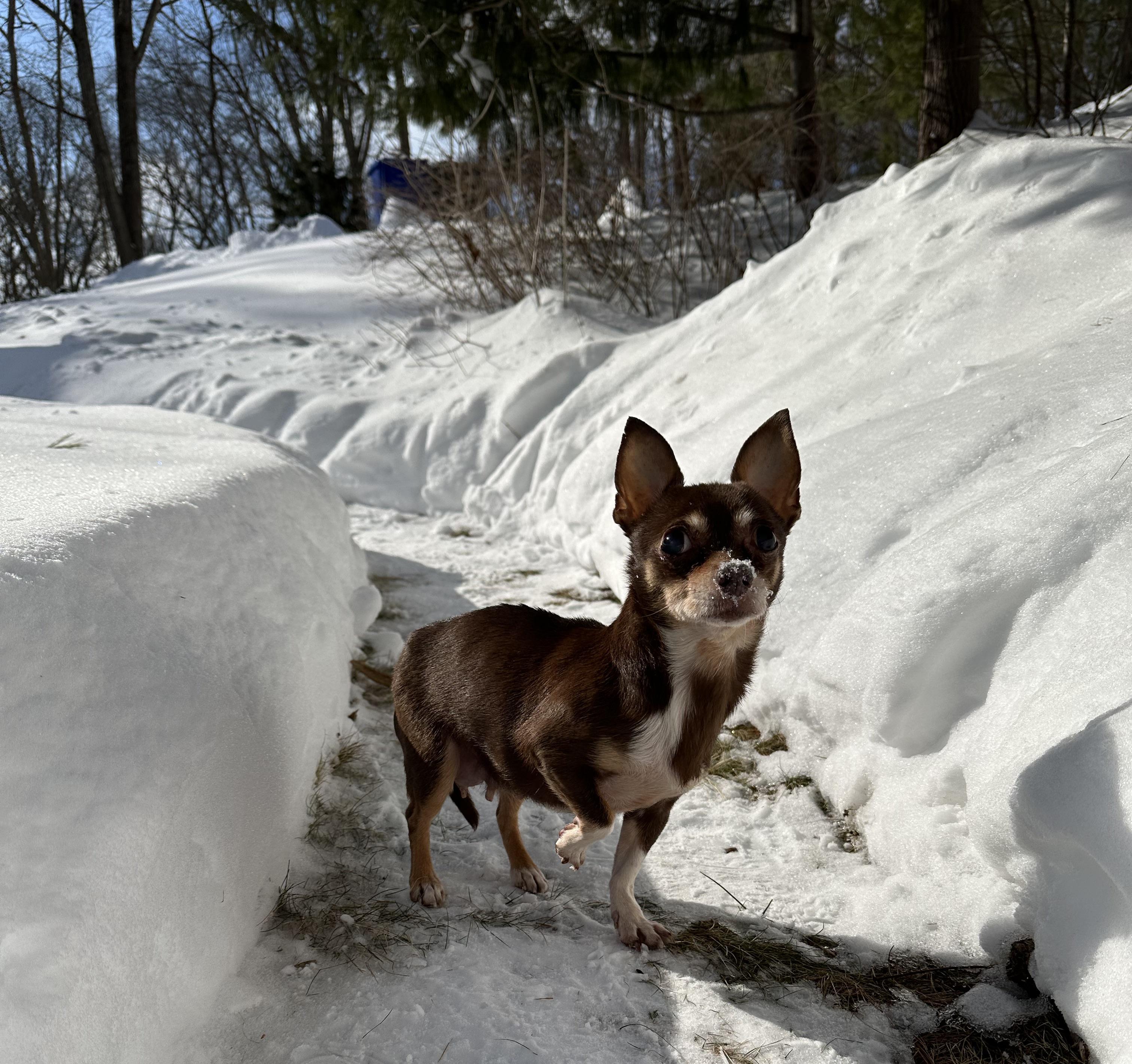 Enlarge Lola (she needs an angel!), a ADOPTABLE Chihuahua in Dayville, CT image 5/6
