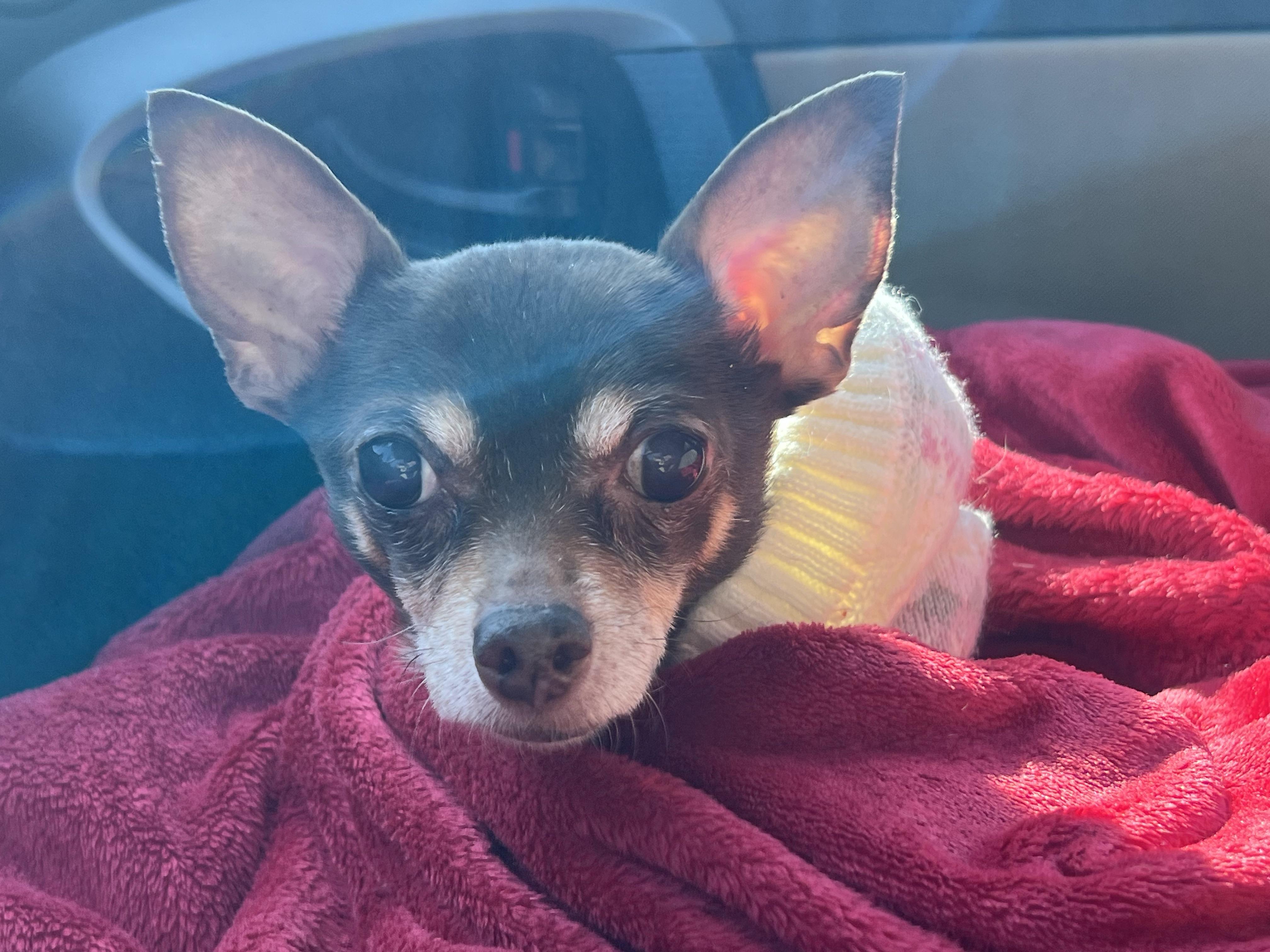 Enlarge Lola (she needs an angel!), a ADOPTABLE Chihuahua in Dayville, CT image 4/6