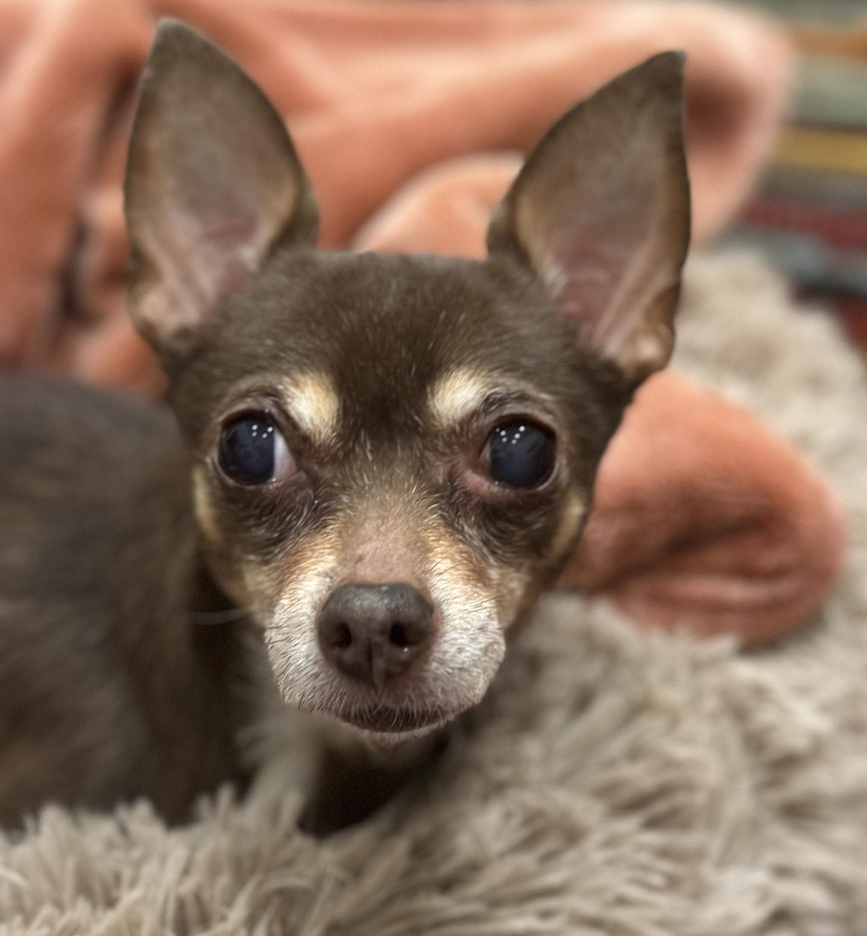 Enlarge Lola (she needs an angel!), a ADOPTABLE Chihuahua in Dayville, CT image 2/6