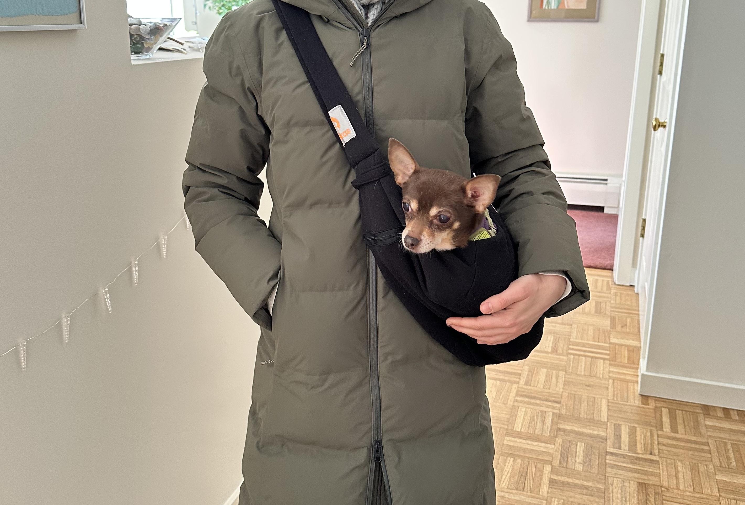 Enlarge Lola (she needs an angel!), a ADOPTABLE Chihuahua in Dayville, CT image 5/6