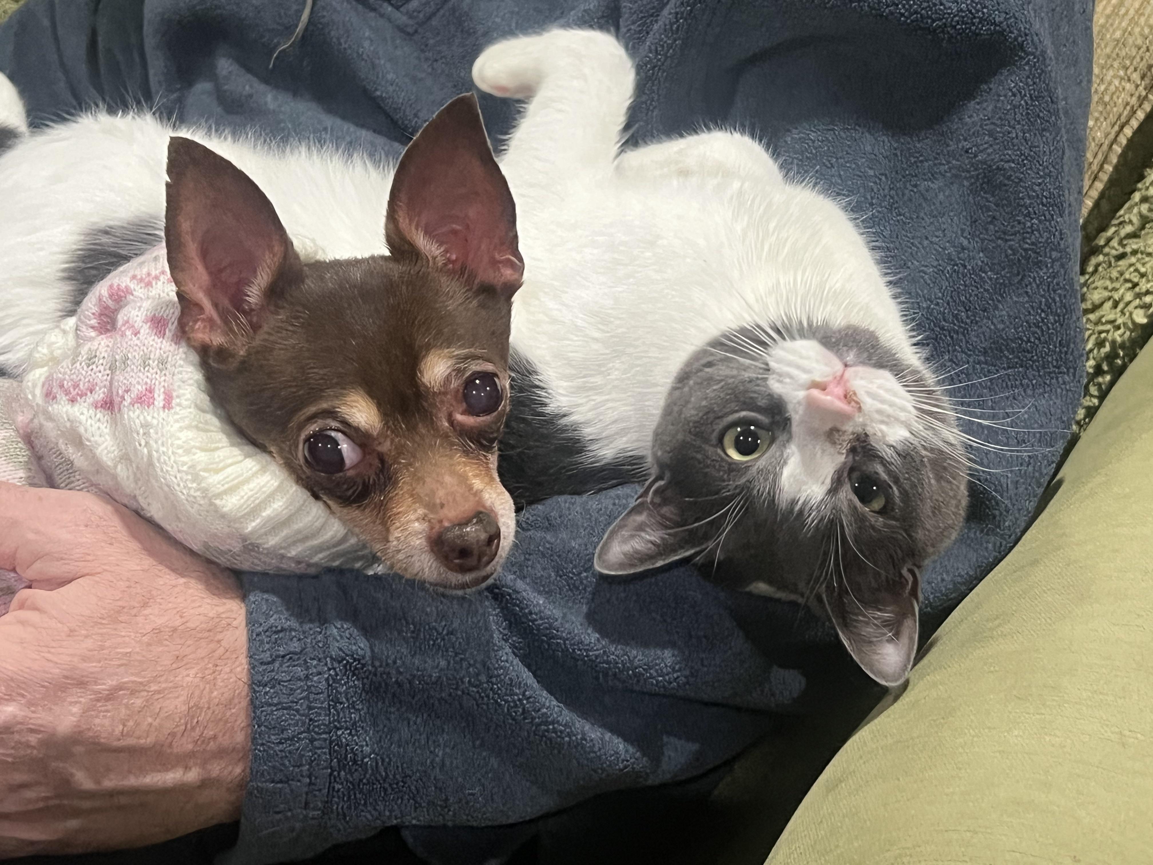 Enlarge Lola (she needs an angel!), a ADOPTABLE Chihuahua in Dayville, CT image 3/6