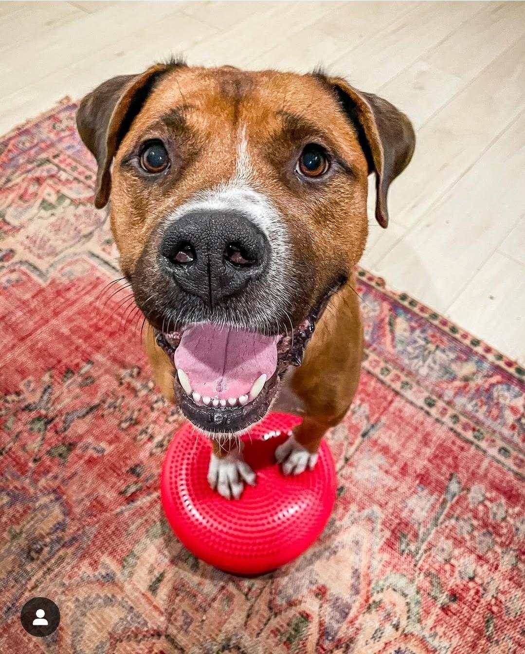 Enlarge Gus, a Adopted mixed breed in Abbotsford, BC image 1/3