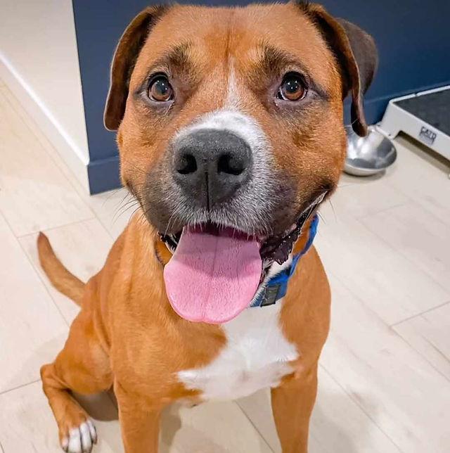 Enlarge Gus, a Adopted mixed breed in Abbotsford, BC image 2/3