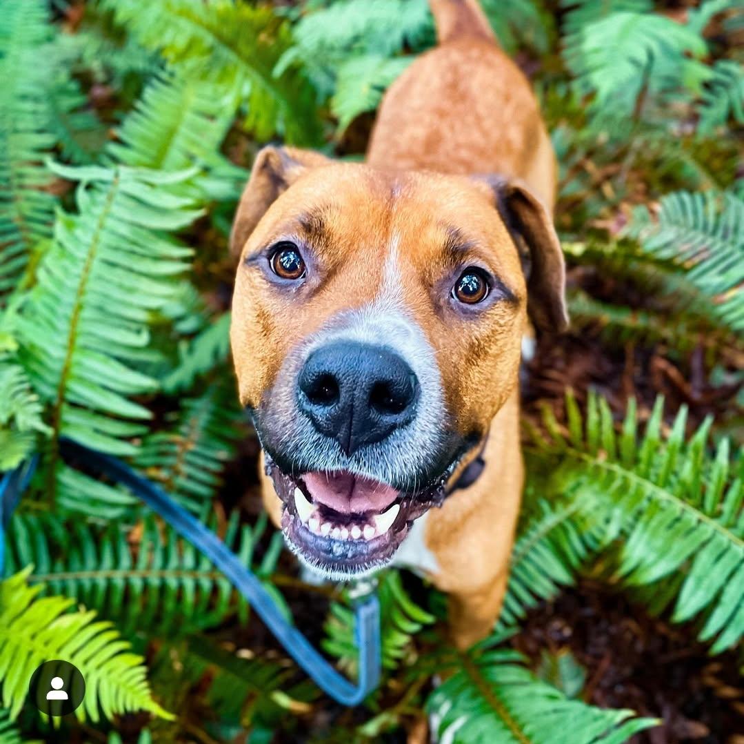 Enlarge Gus, a Adopted mixed breed in Abbotsford, BC image 3/3