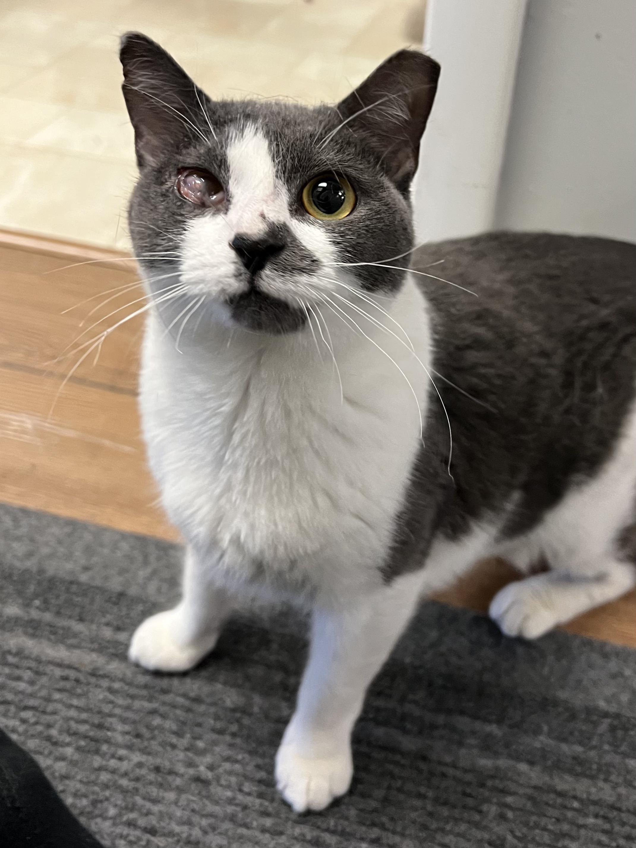 Enlarge Mouse, a Adoptable Domestic Short Hair in Warminster, PA image 2/5