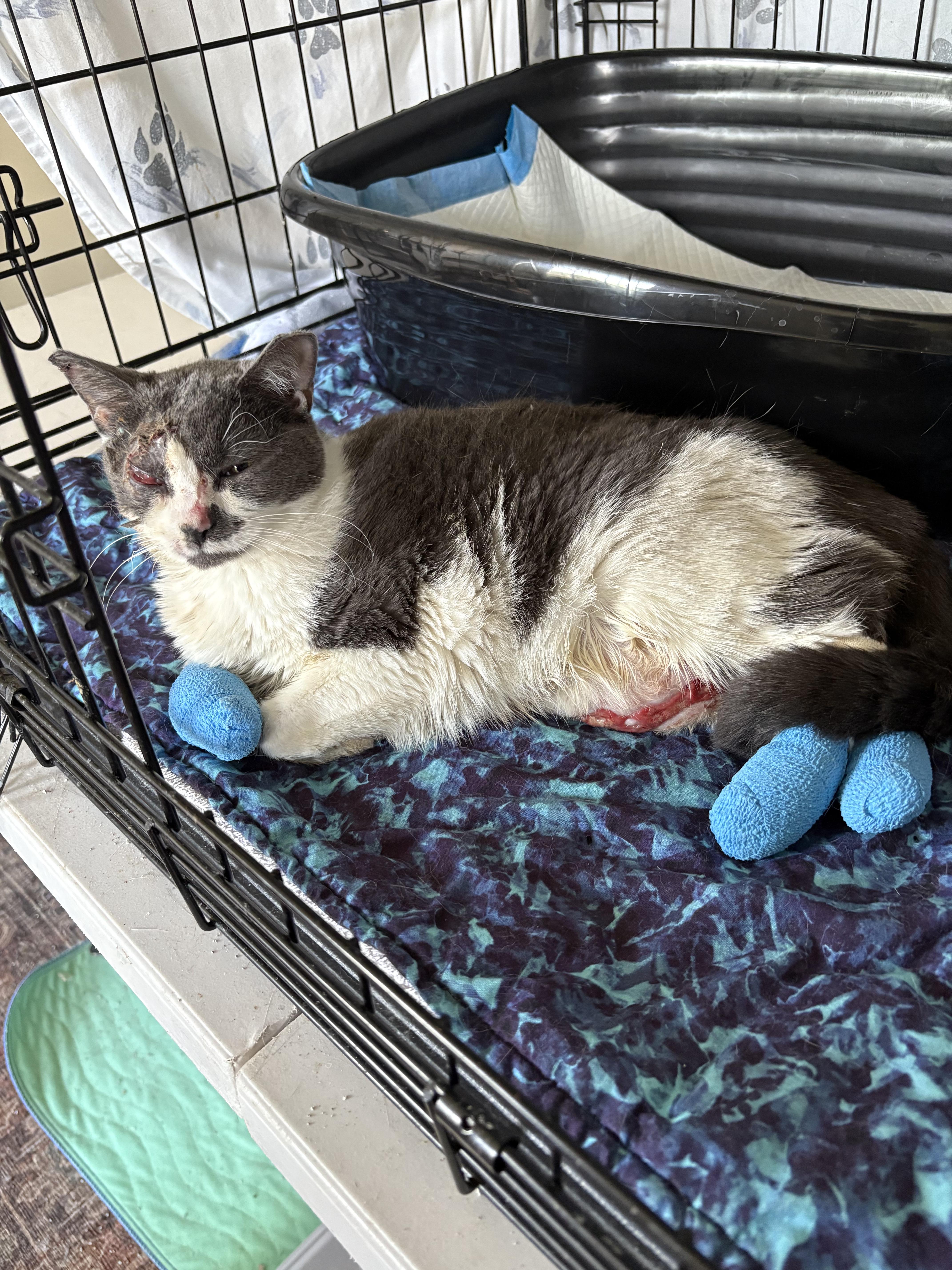 Enlarge Mouse, a Adoptable Domestic Short Hair in Warminster, PA image 3/5