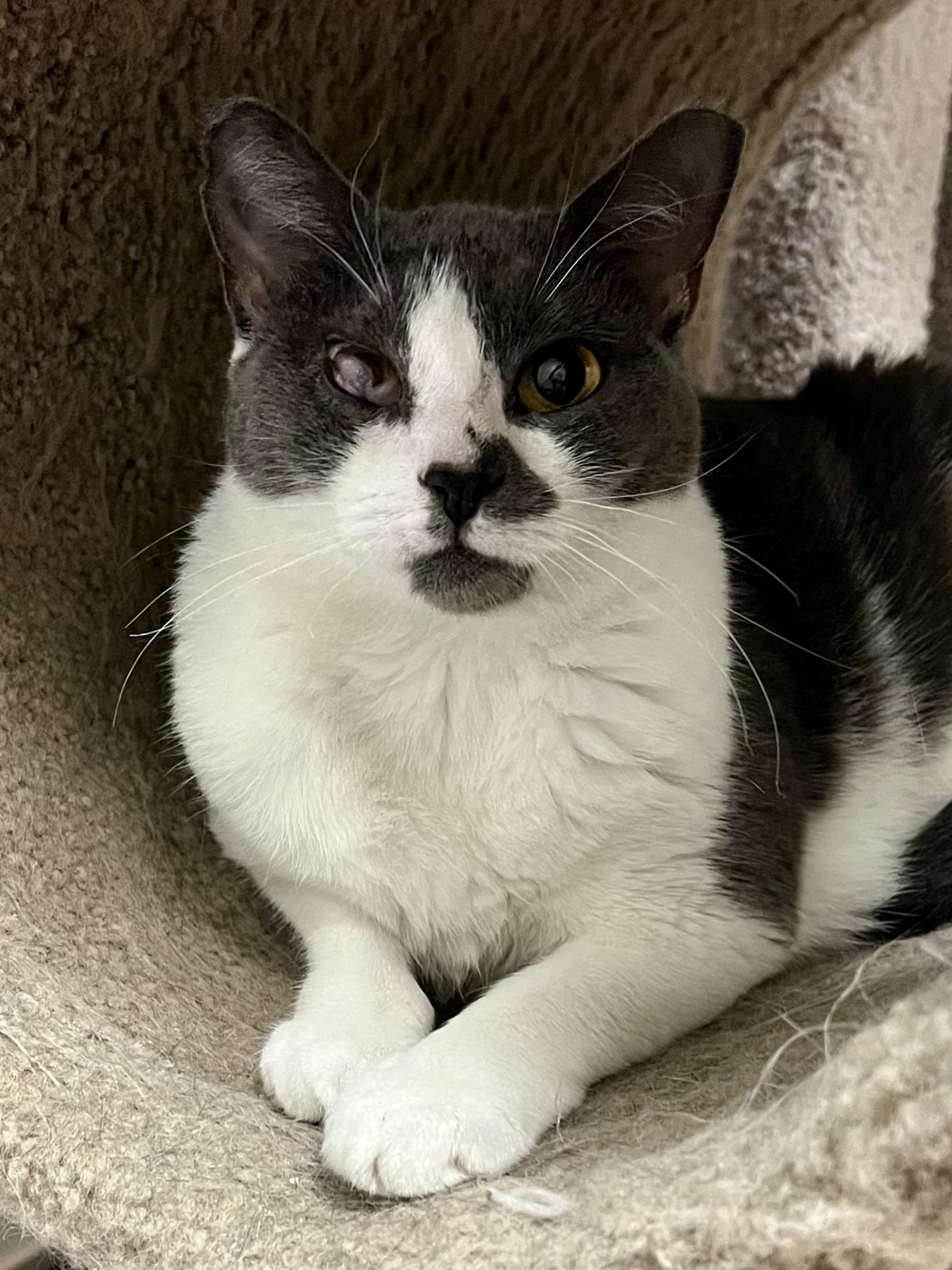 Mouse, Adoptable, Young Female Domestic Short Hair.