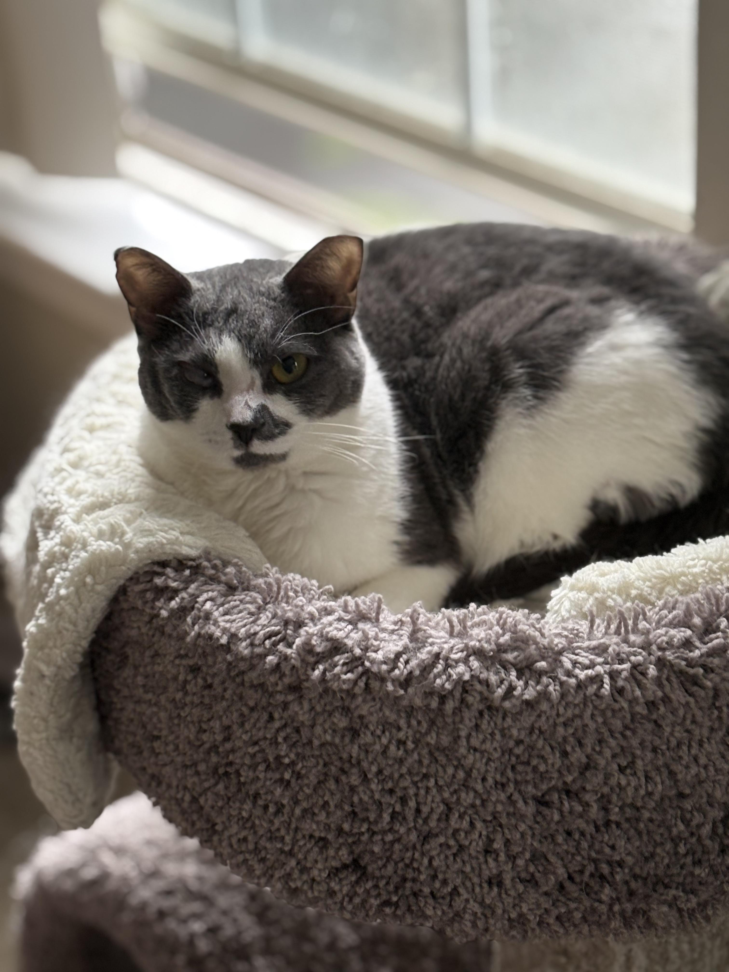 Enlarge Mouse, a Adoptable Domestic Short Hair in Warminster, PA image 5/5