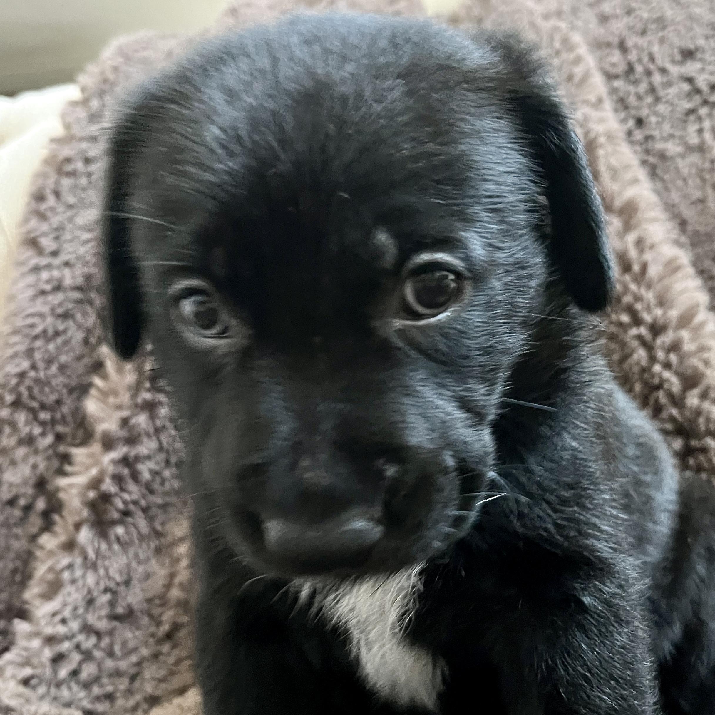 Enlarge Poppy, a Adoptable mixed breed in Niagara Falls, NY image 5/5
