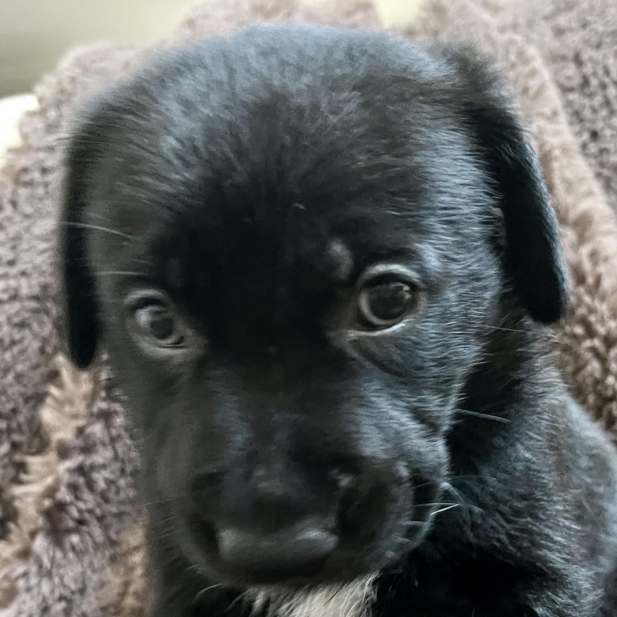 Enlarge Poppy, a Adoptable mixed breed in Niagara Falls, NY image 4/5