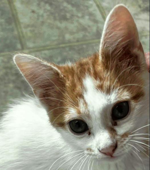 Mort, Baby Male Domestic Short Hair