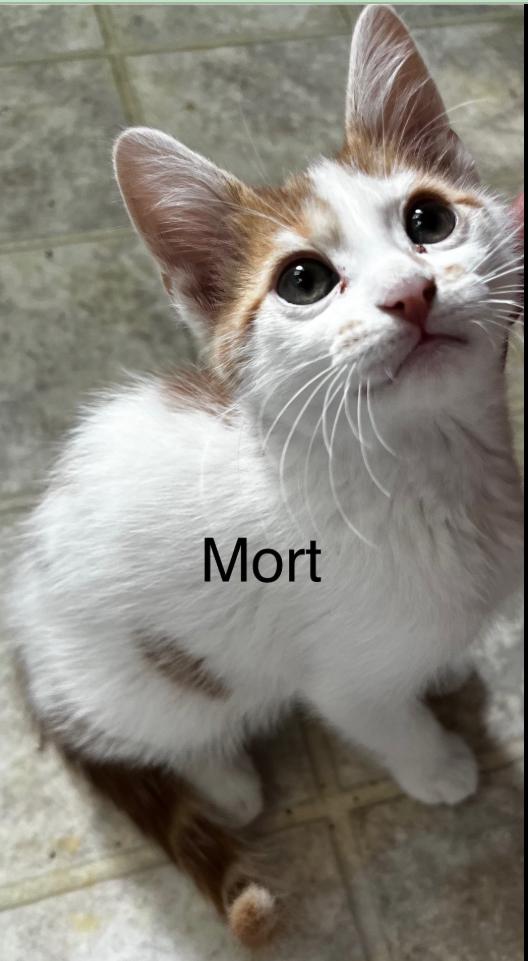 Mort photo 2