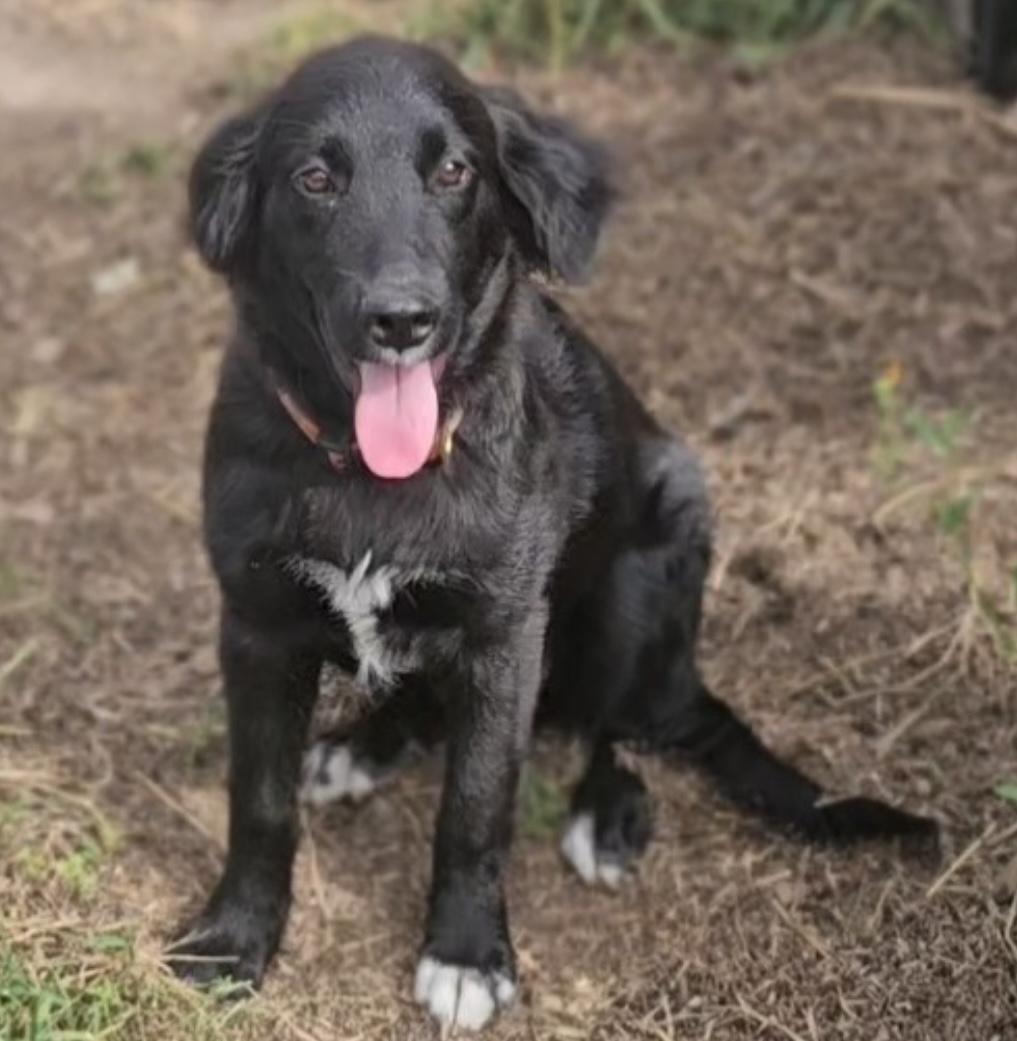 Trixie, Adoptable, Puppy Female Retriever & Cocker Spaniel.
