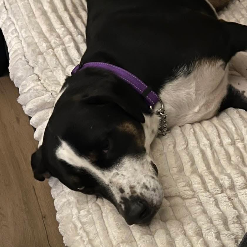 Enlarge Momo, a ADOPTABLE mixed breed in Eugene, OR image 3/4