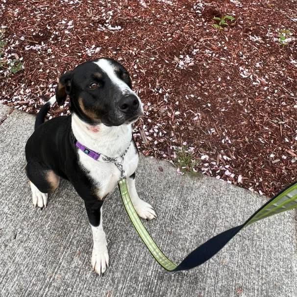 Enlarge Momo, a ADOPTABLE mixed breed in Eugene, OR image 2/4