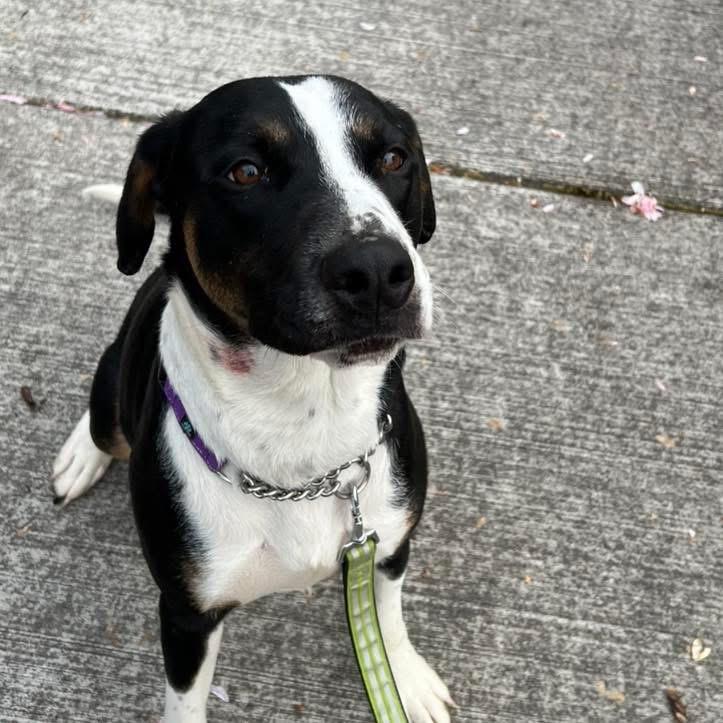 Enlarge Momo, a ADOPTABLE mixed breed in Eugene, OR image 1/4