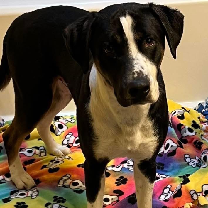 Enlarge Momo, a ADOPTABLE mixed breed in Eugene, OR image 4/4