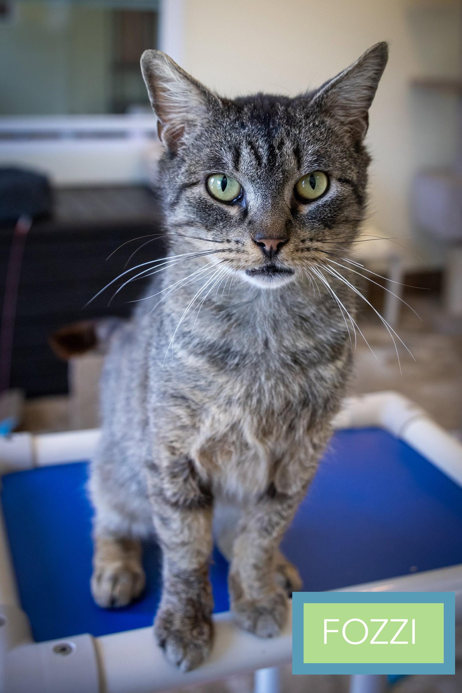 Fozzi (FCID# 01/19/2026 - 19 Trainer) C, Adopted, Adult Male Tabby.