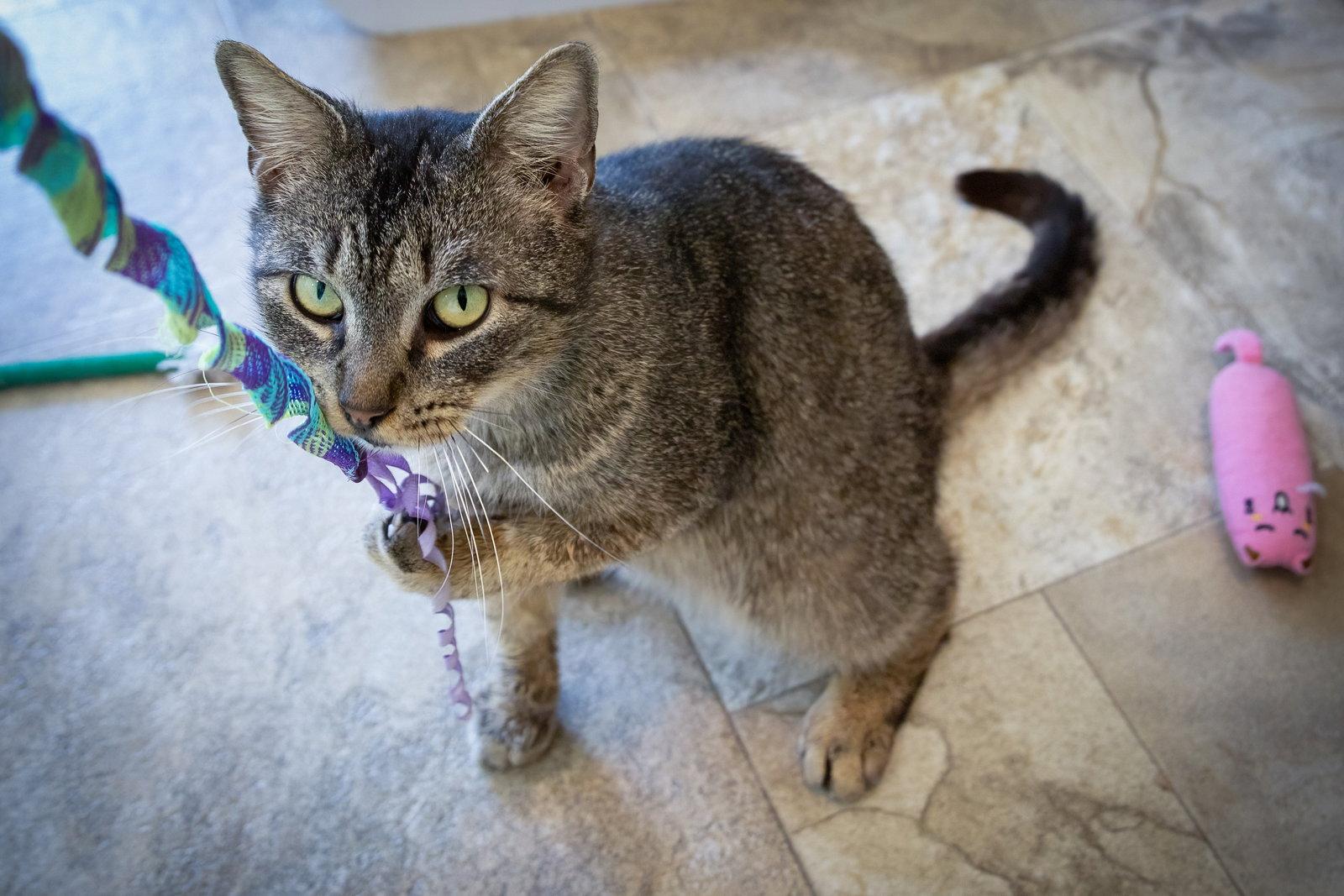 Enlarge Fozzi (FCID# 01/19/2026 - 19 Trainer) C, a Adopted Tabby in Greenville, DE image 3/3