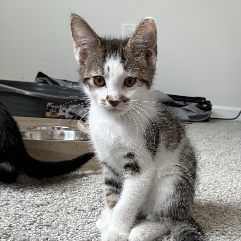 Marcel, Adoptable, Young Male Domestic Short Hair.