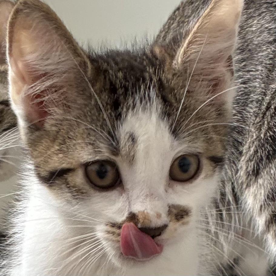 Marcel, a Adoptable mixed breed in Columbus, OH image 2/2