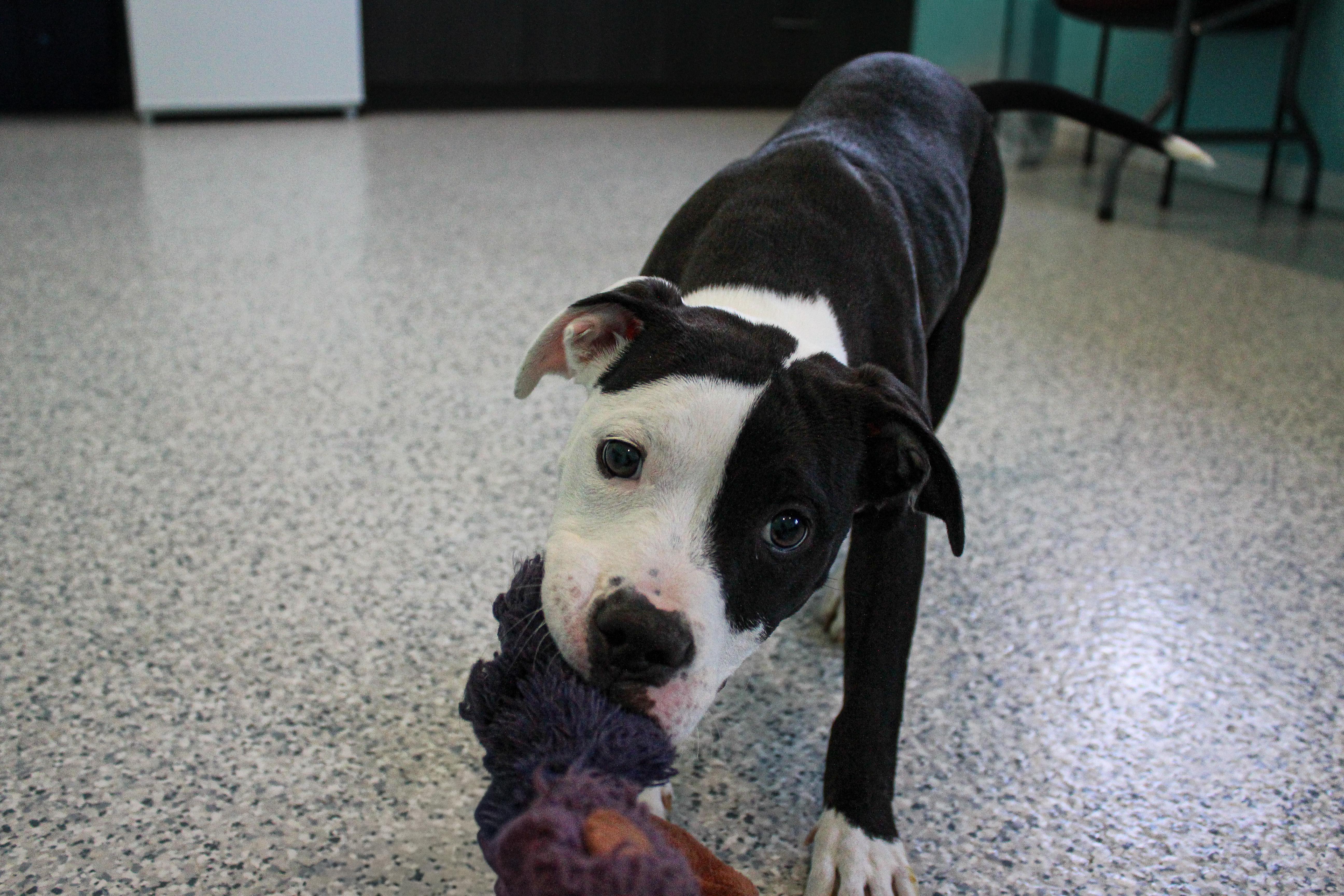 Enlarge Oreo, an adoptable mixed breed in Hutchinson, MN image 2/3