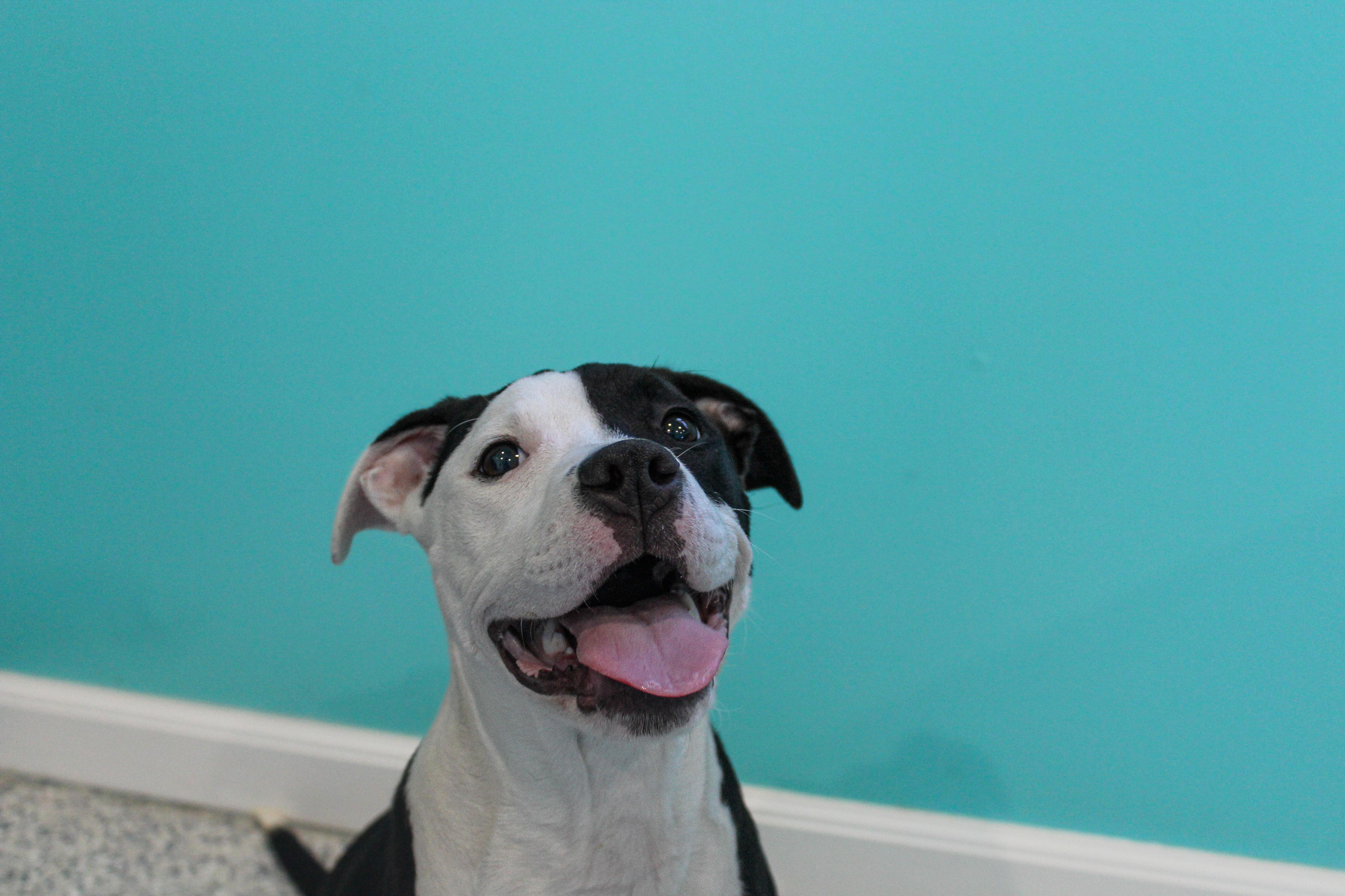 Enlarge Oreo, an adoptable mixed breed in Hutchinson, MN image 3/3