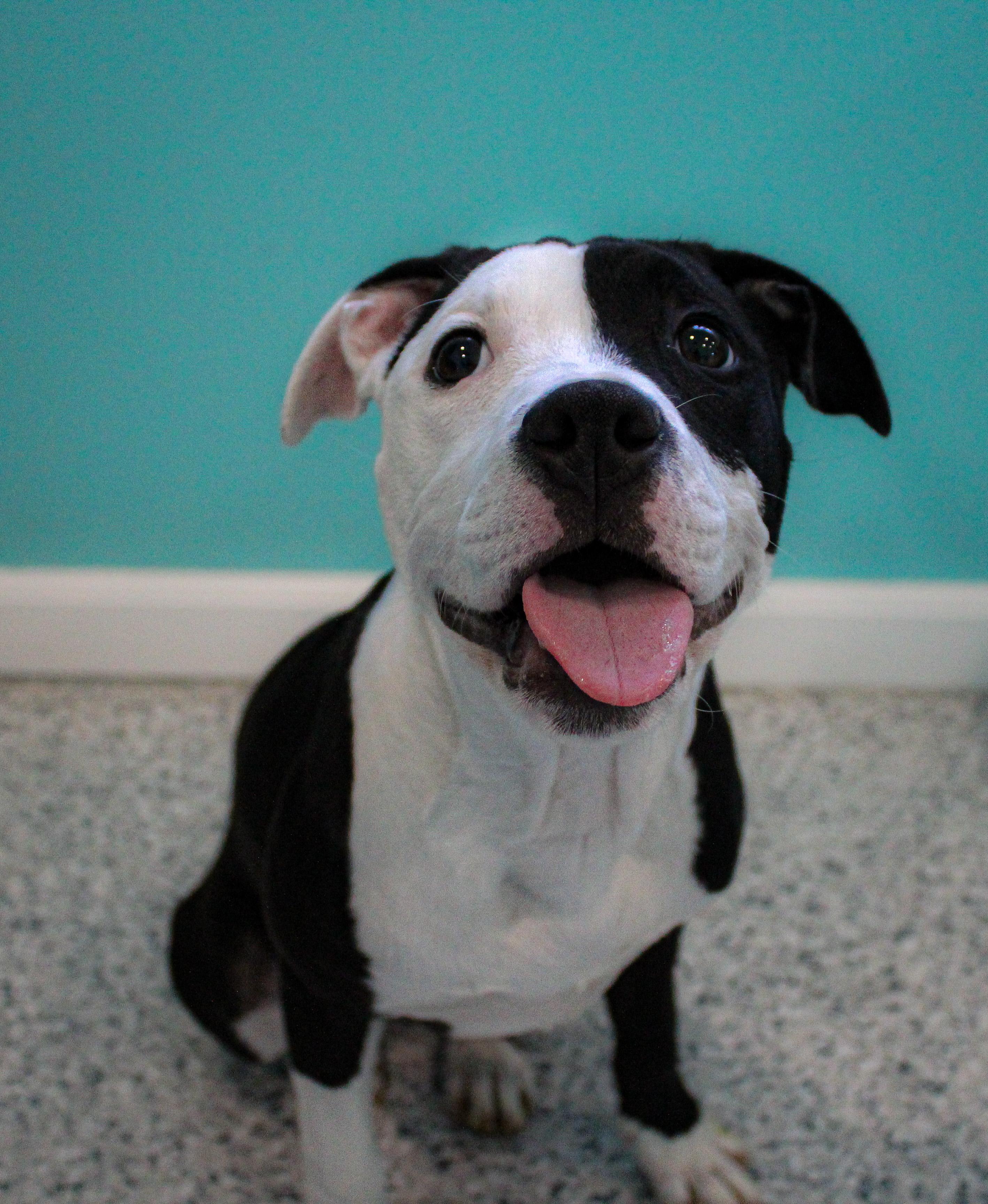 Enlarge Oreo, an adoptable mixed breed in Hutchinson, MN image 1/3