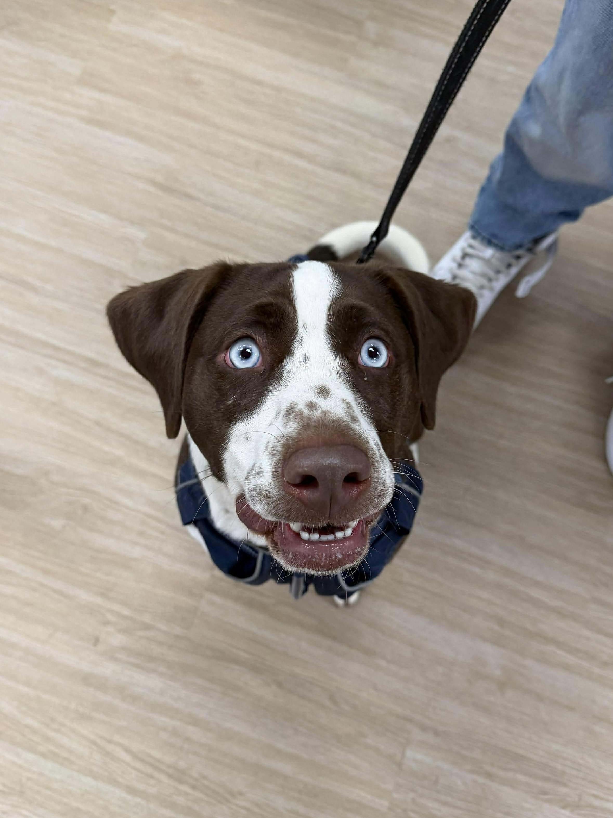 Enlarge Bluey, a Adoptable mixed breed in Westwood, NJ image 5/6