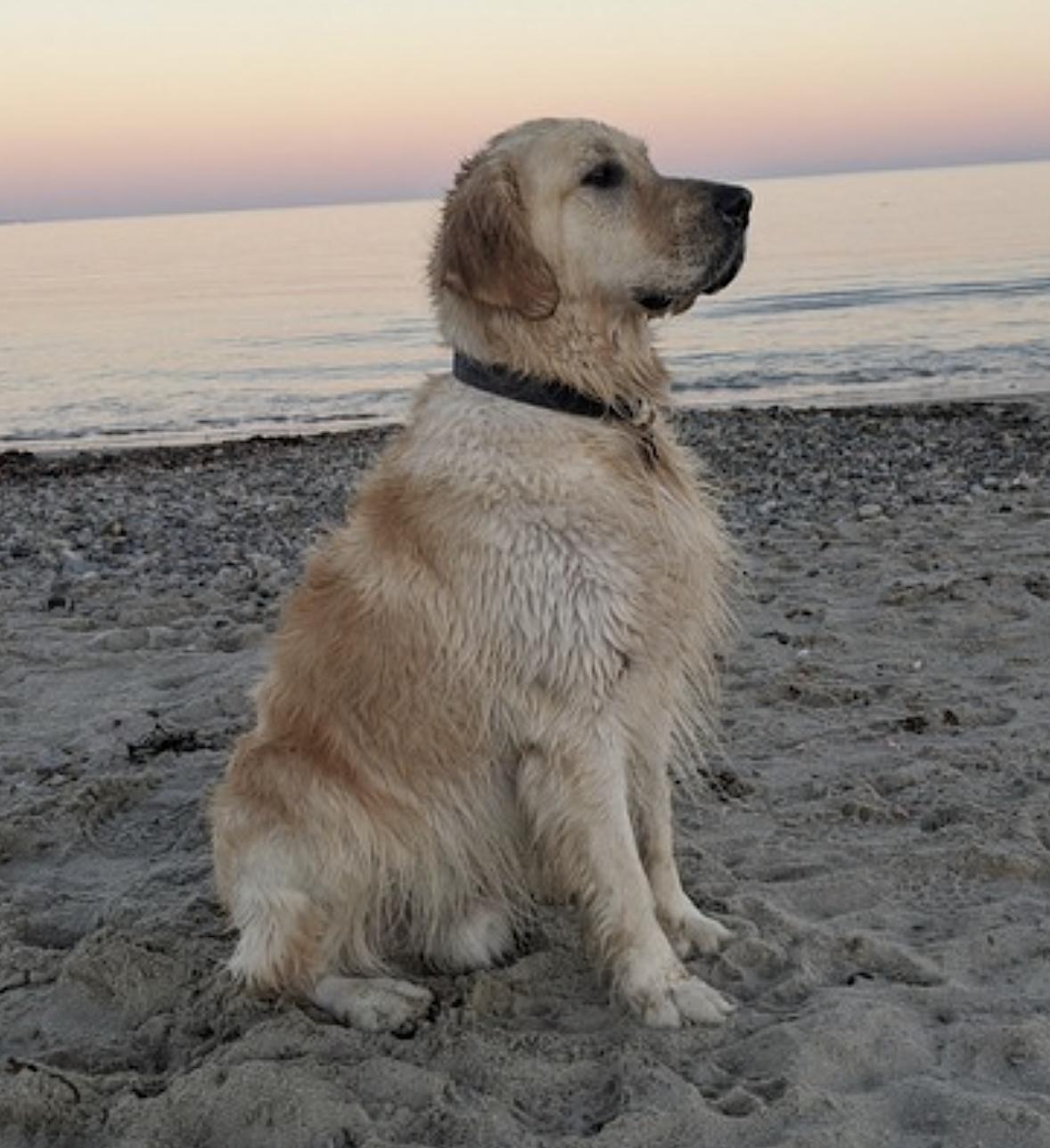 Enlarge Mochi, a Adoptable Golden Retriever in Monson, MA image 3/4