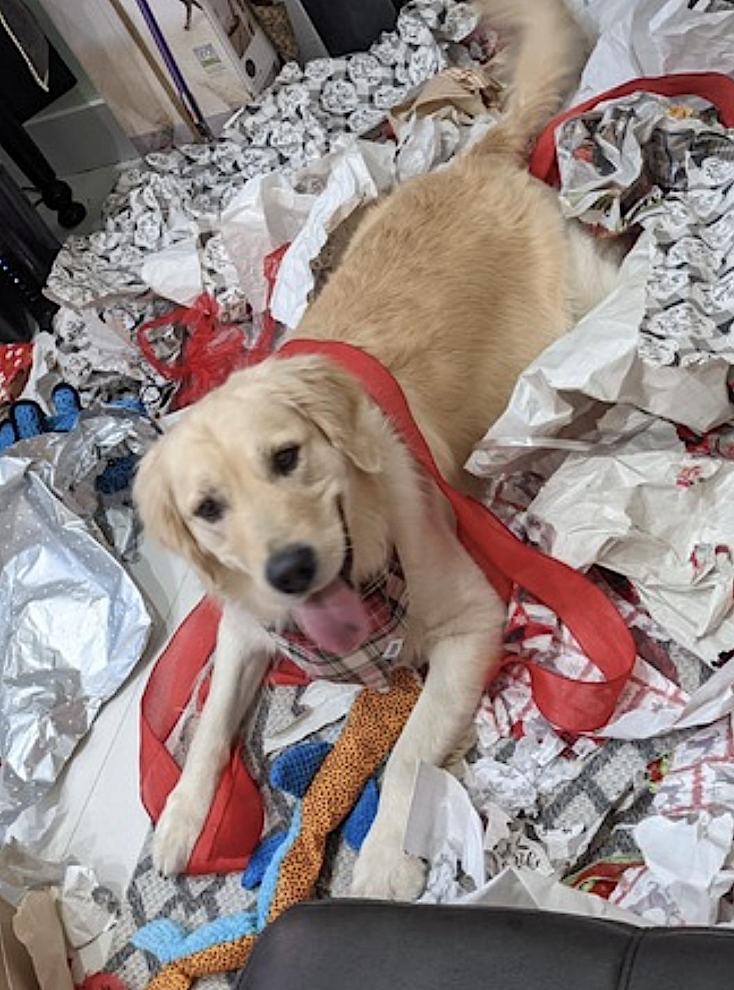 Enlarge Mochi, a Adoptable Golden Retriever in Monson, MA image 2/4