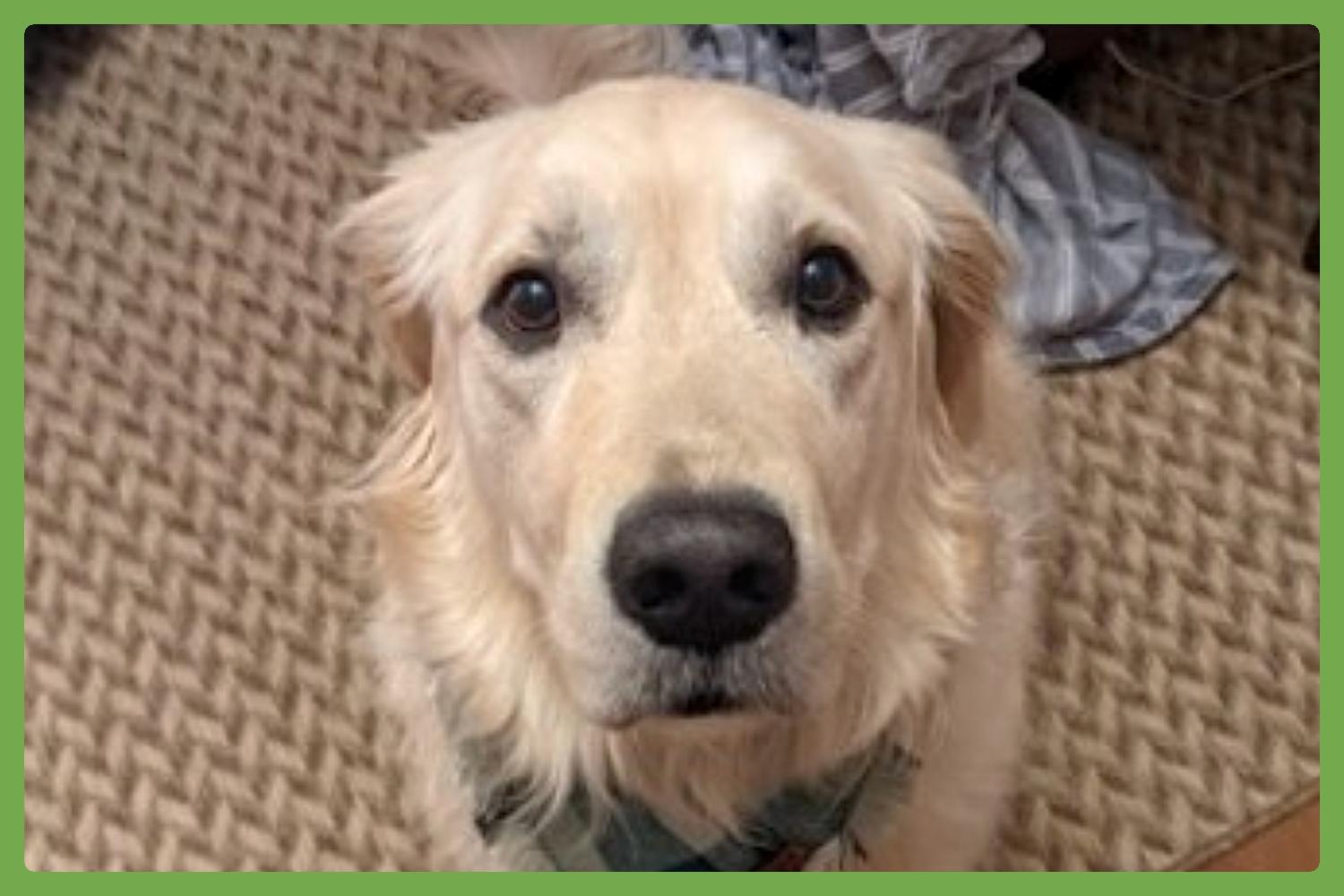 Mochi, Adoptable, Senior Male Golden Retriever.