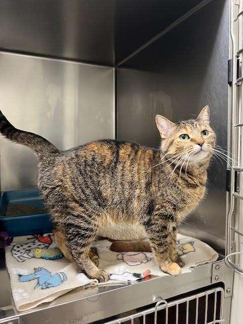 DEE DEE, an adoptable Tortoiseshell in Ironwood, MI, 49938 | Photo Image 2