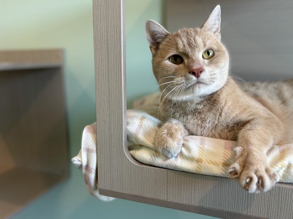 Popcorn, Adoptable, Adult Male Domestic Short Hair.