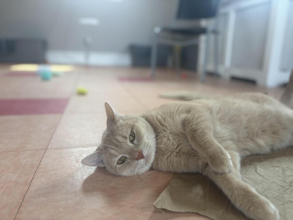 Popcorn — thumbnail 3