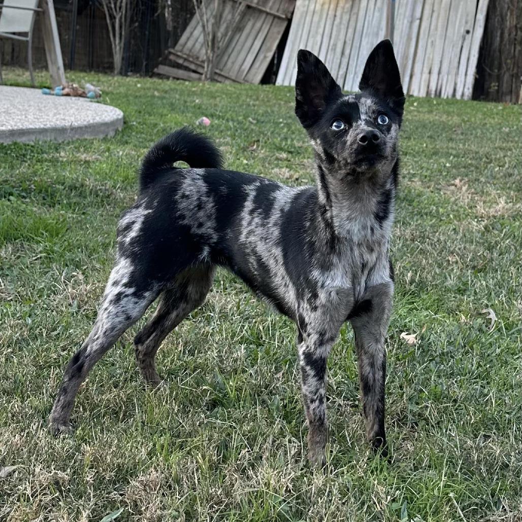 Kanga, Adoptable, Adult Female Chihuahua.