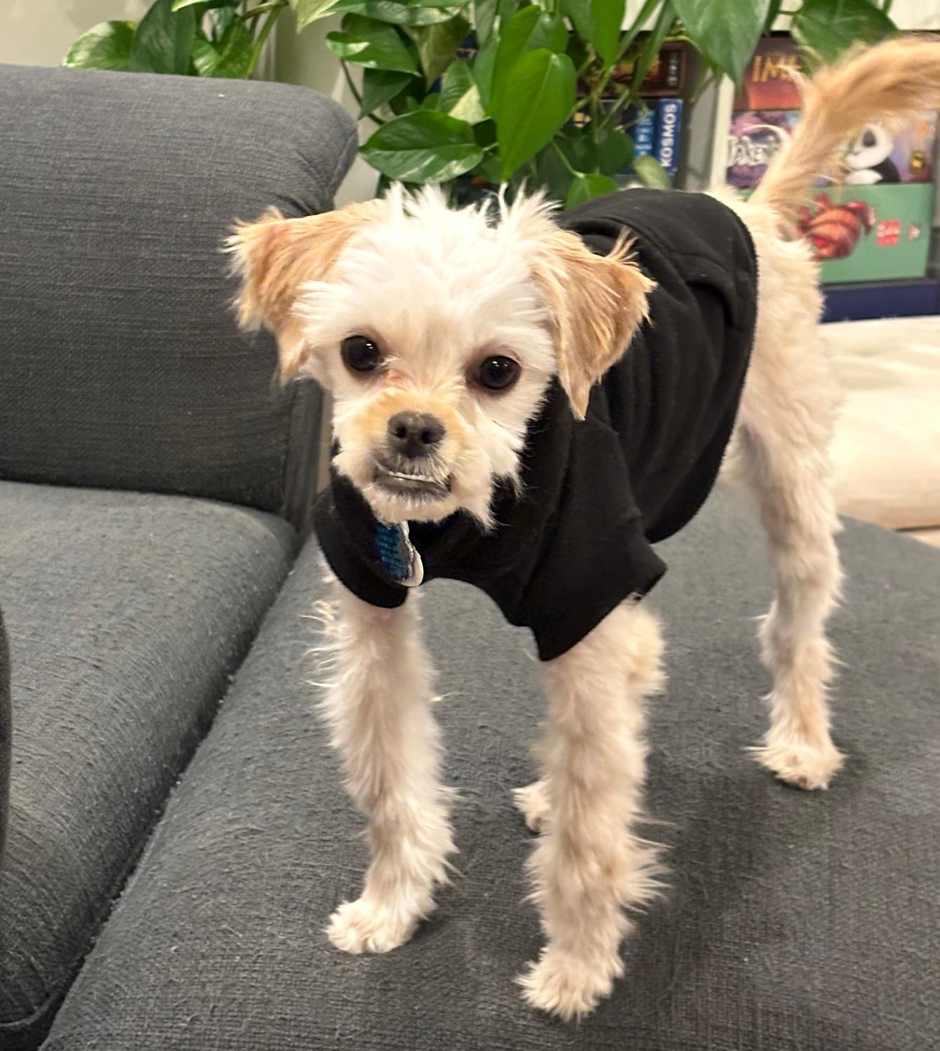 Enlarge Callisto, a ADOPTABLE mixed breed in Auburn, MA image 2/4