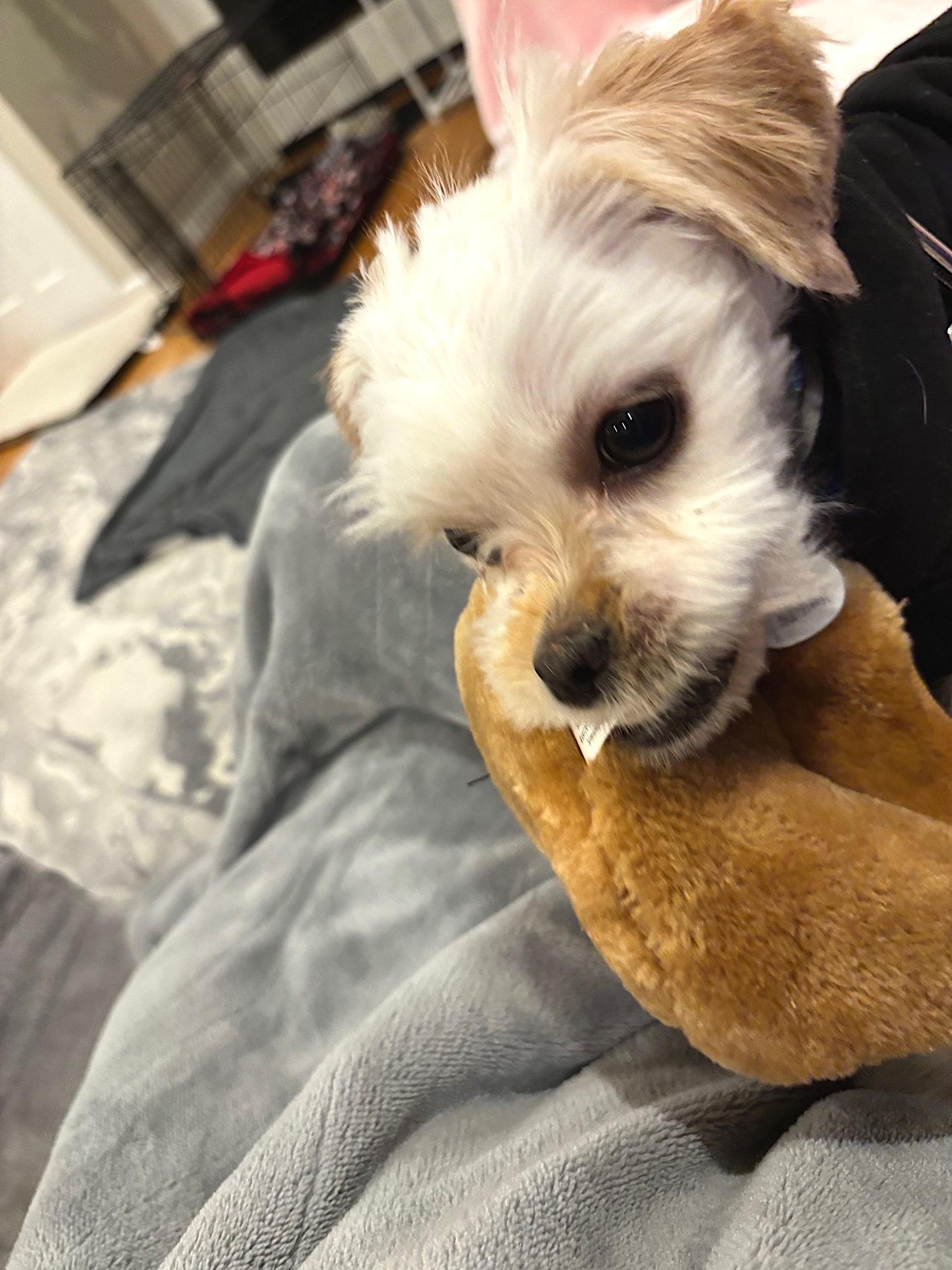 Callisto thumbnail 3