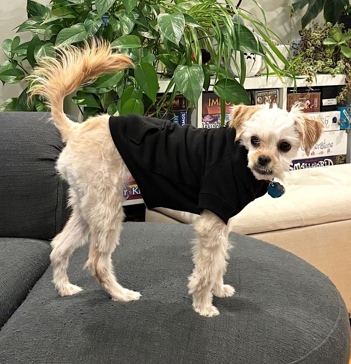 Callisto, ADOPTABLE, Young Female Lhasa Apso.